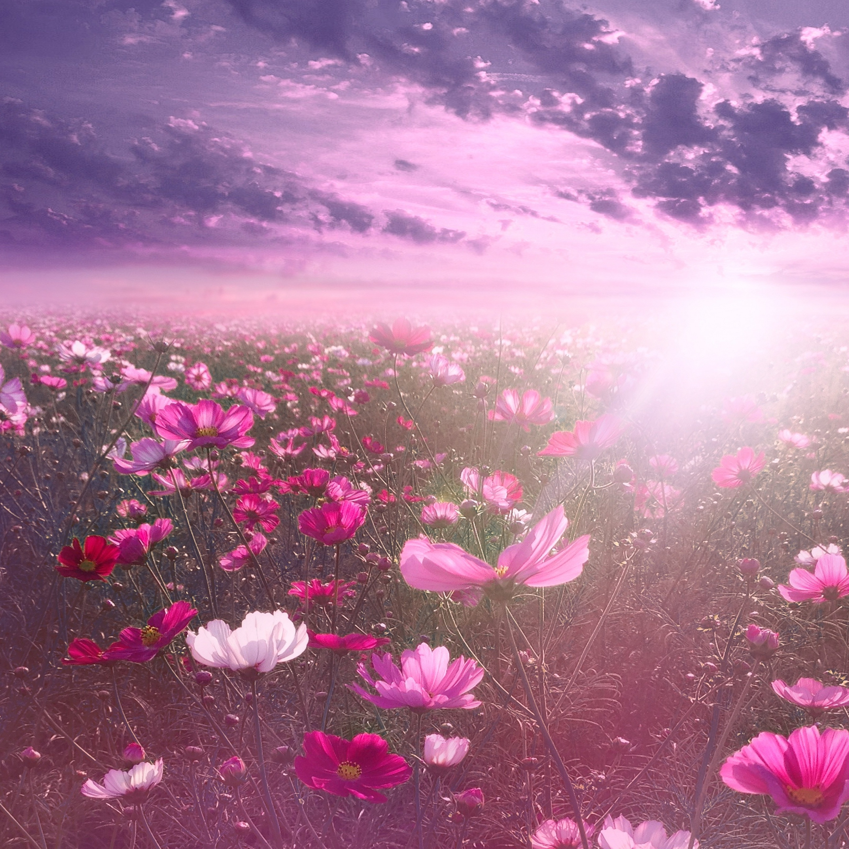 Pink flower Wallpaper 4K, Cosmos, Sunrise, Garden, Flowers, #2061