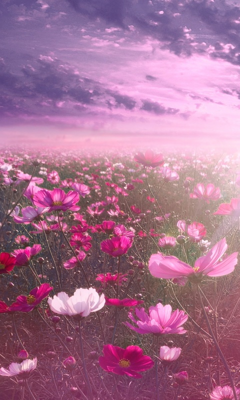 Pink flower Wallpaper 4K, Cosmos, Sunrise, Garden, Sky view