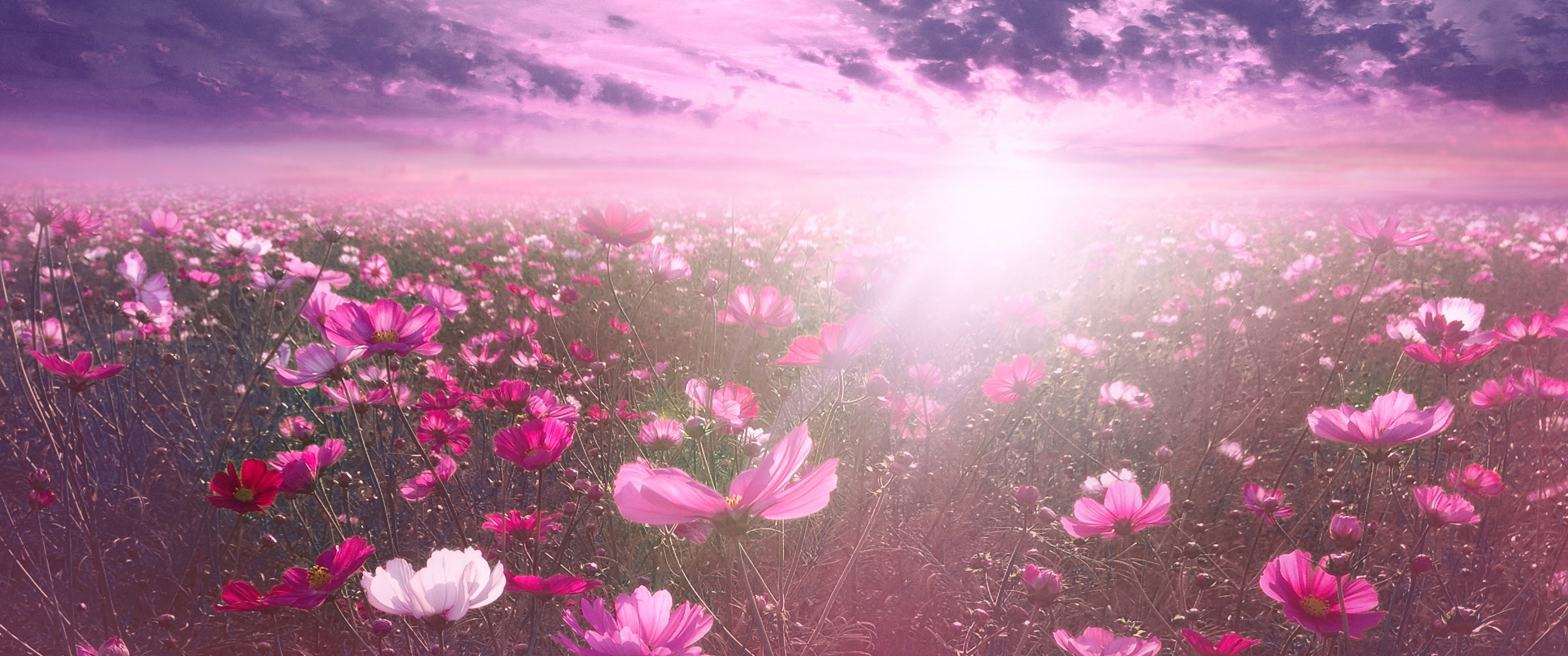 Pink flower Wallpaper 4K, Cosmos, Sunrise, Garden, Flowers, #2061