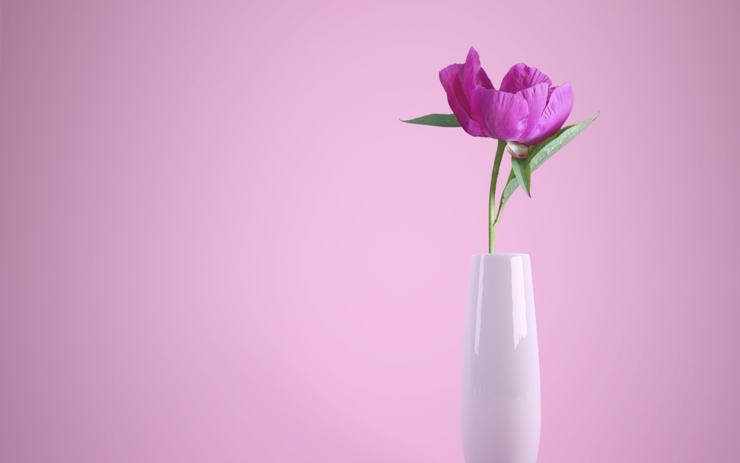 Pink flower Wallpaper 4K, Flower vase, Baby pink, Flowers, #894