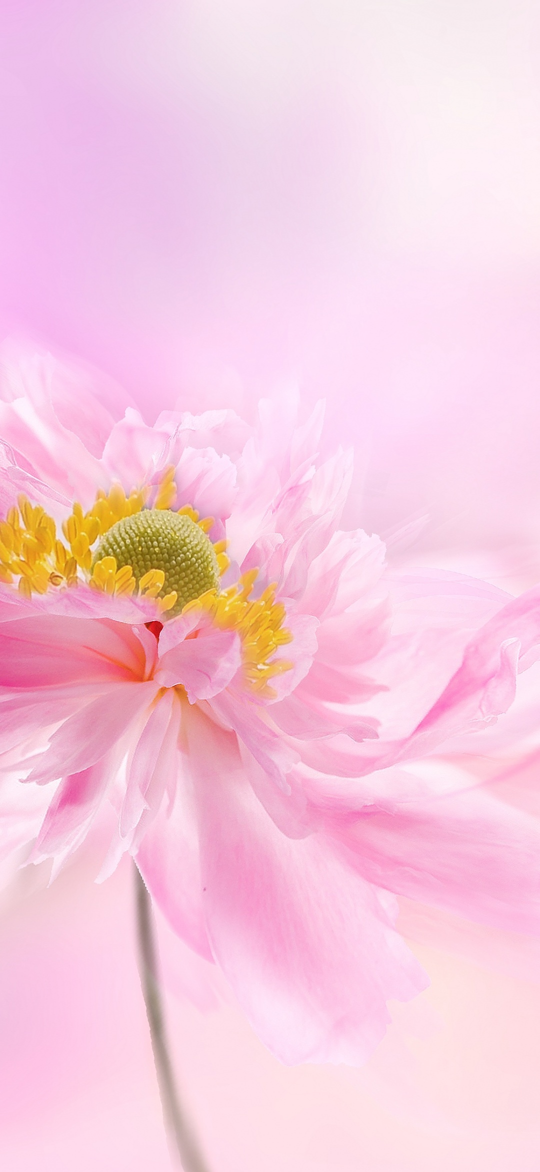 Pink Flower Blossoms Home Screen Wallpaper
