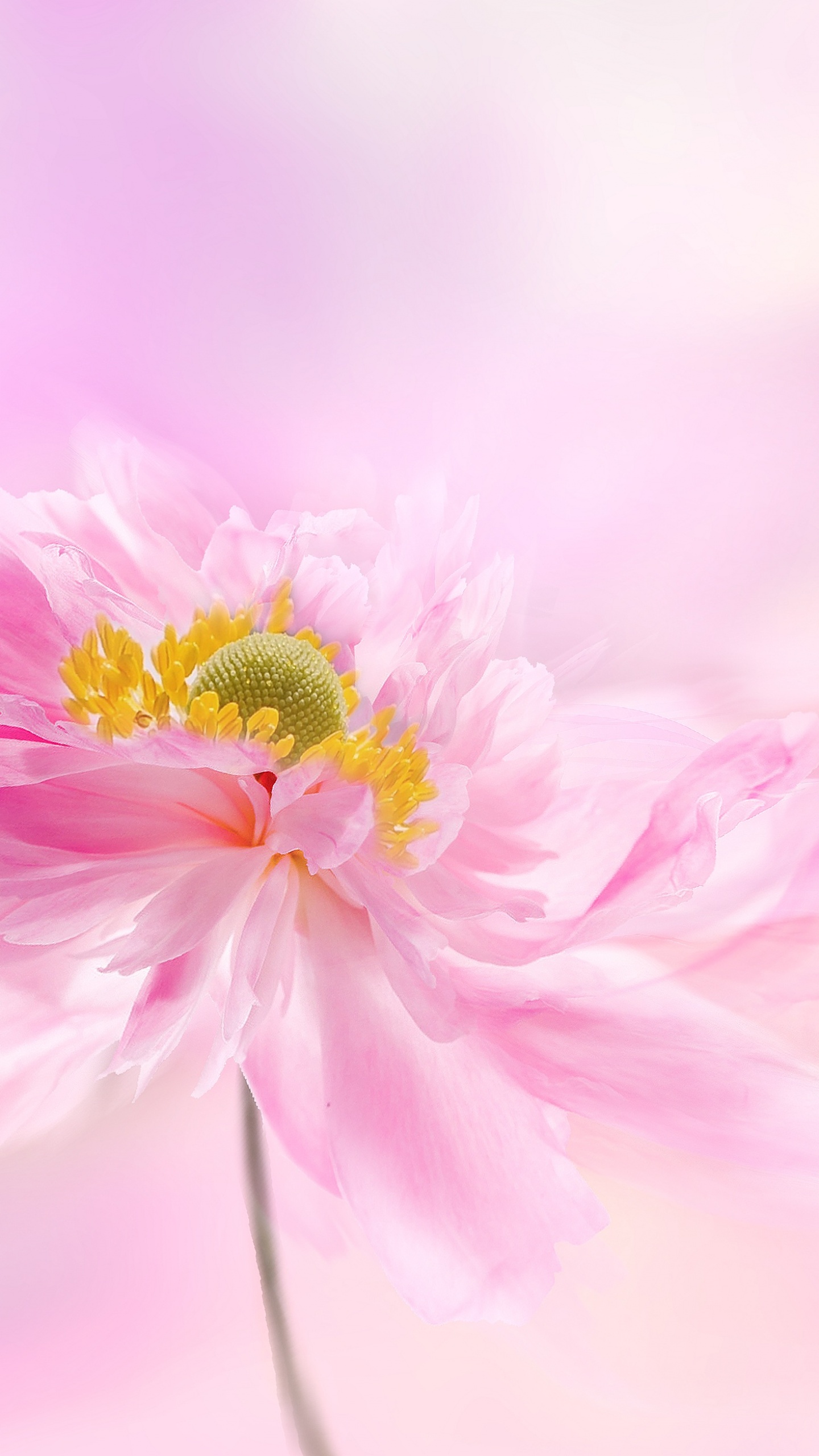 2800 Pink Flower HD Wallpapers and Backgrounds