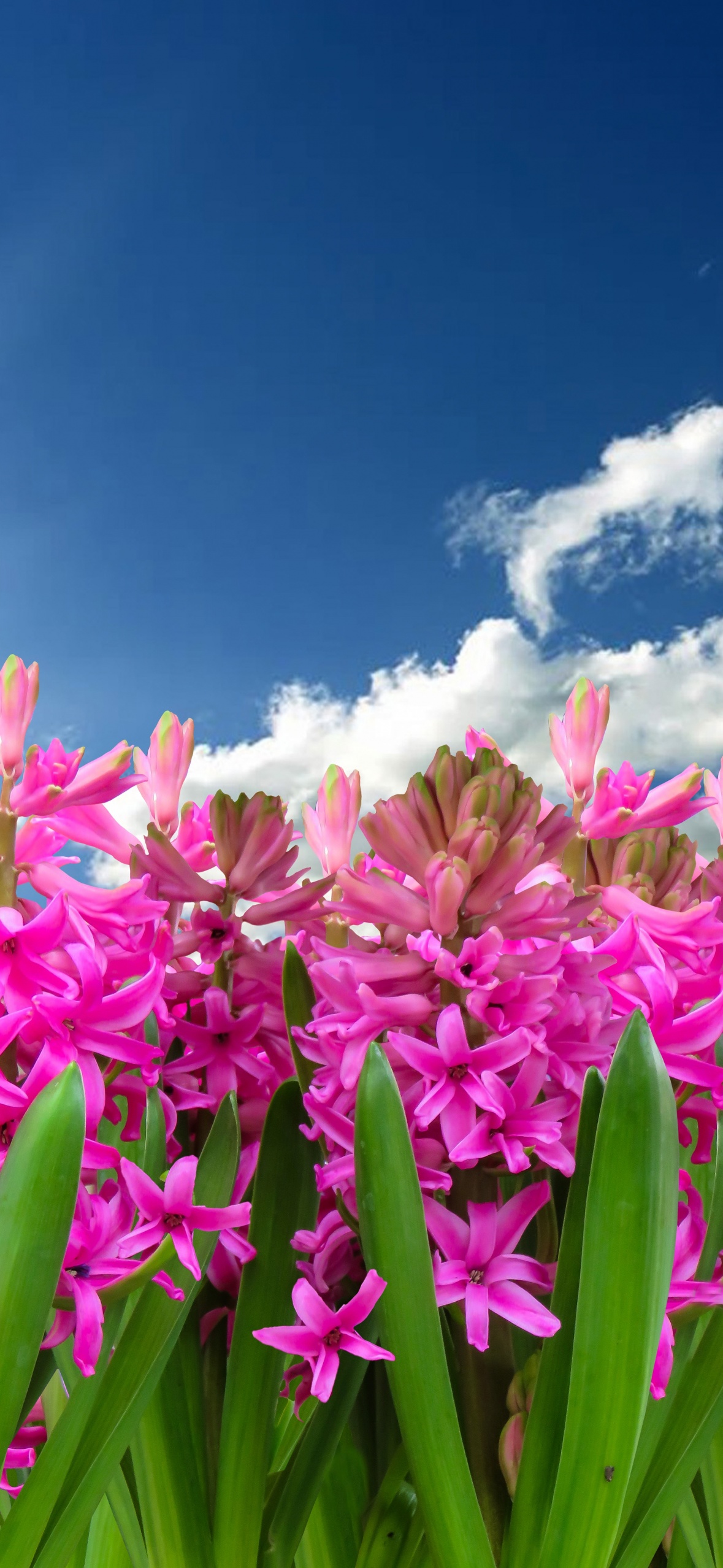 Hyacinth Stock Photos and Images - 123RF