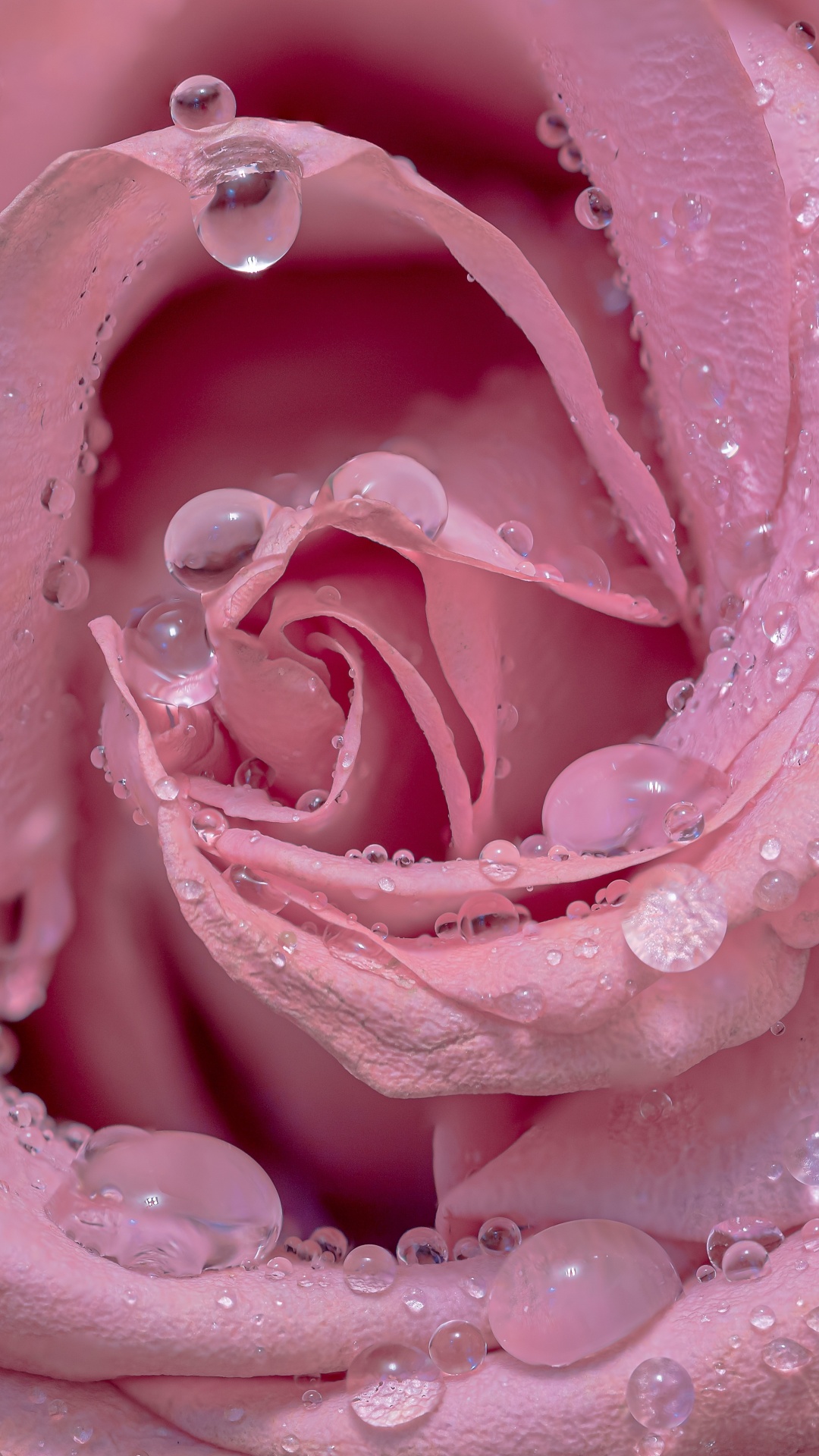 Pink Roses Wallpaper 4K Floral Background 5760