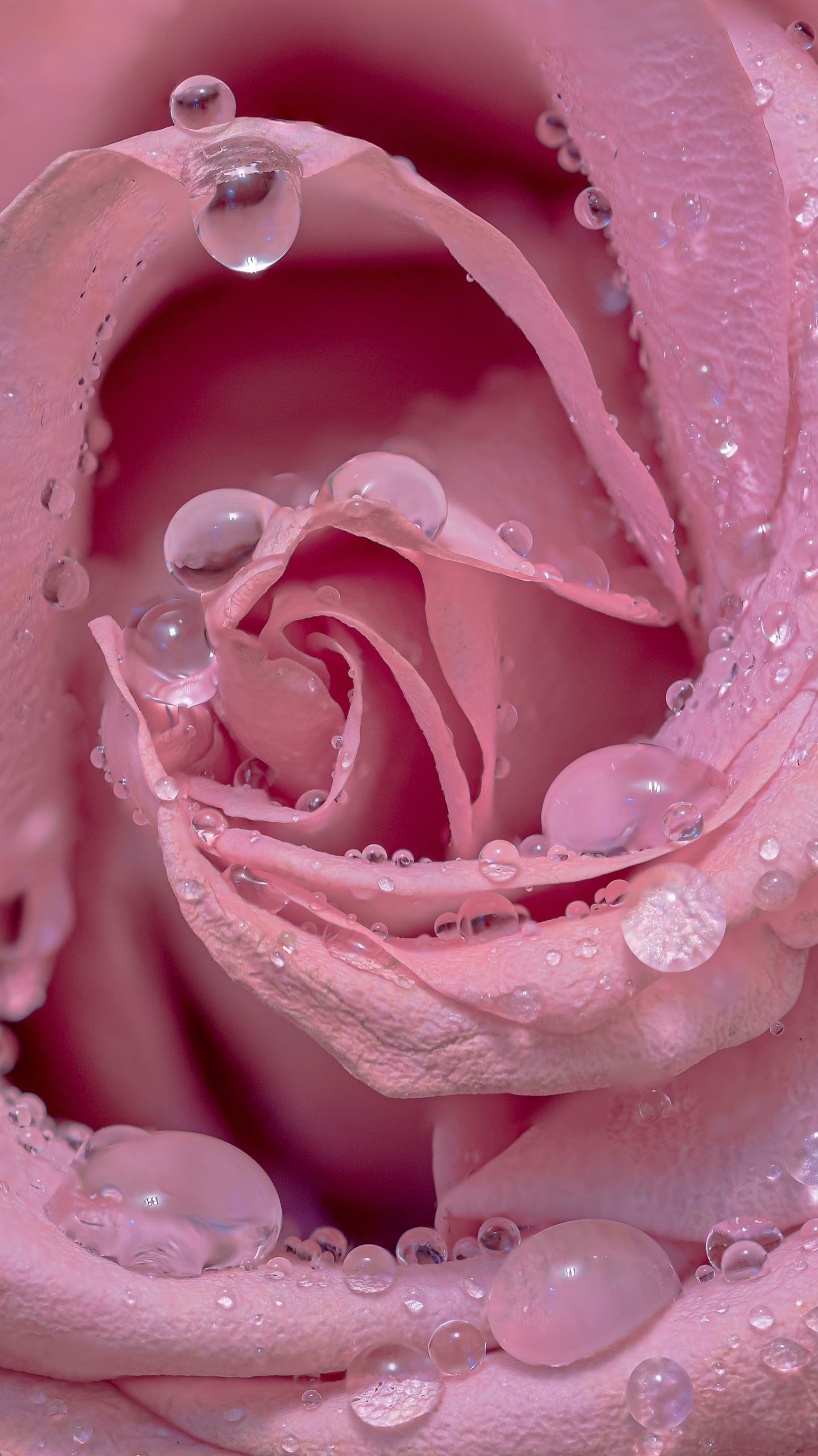 Pink rose Wallpaper 4K, Droplets, Closeup, Bloom