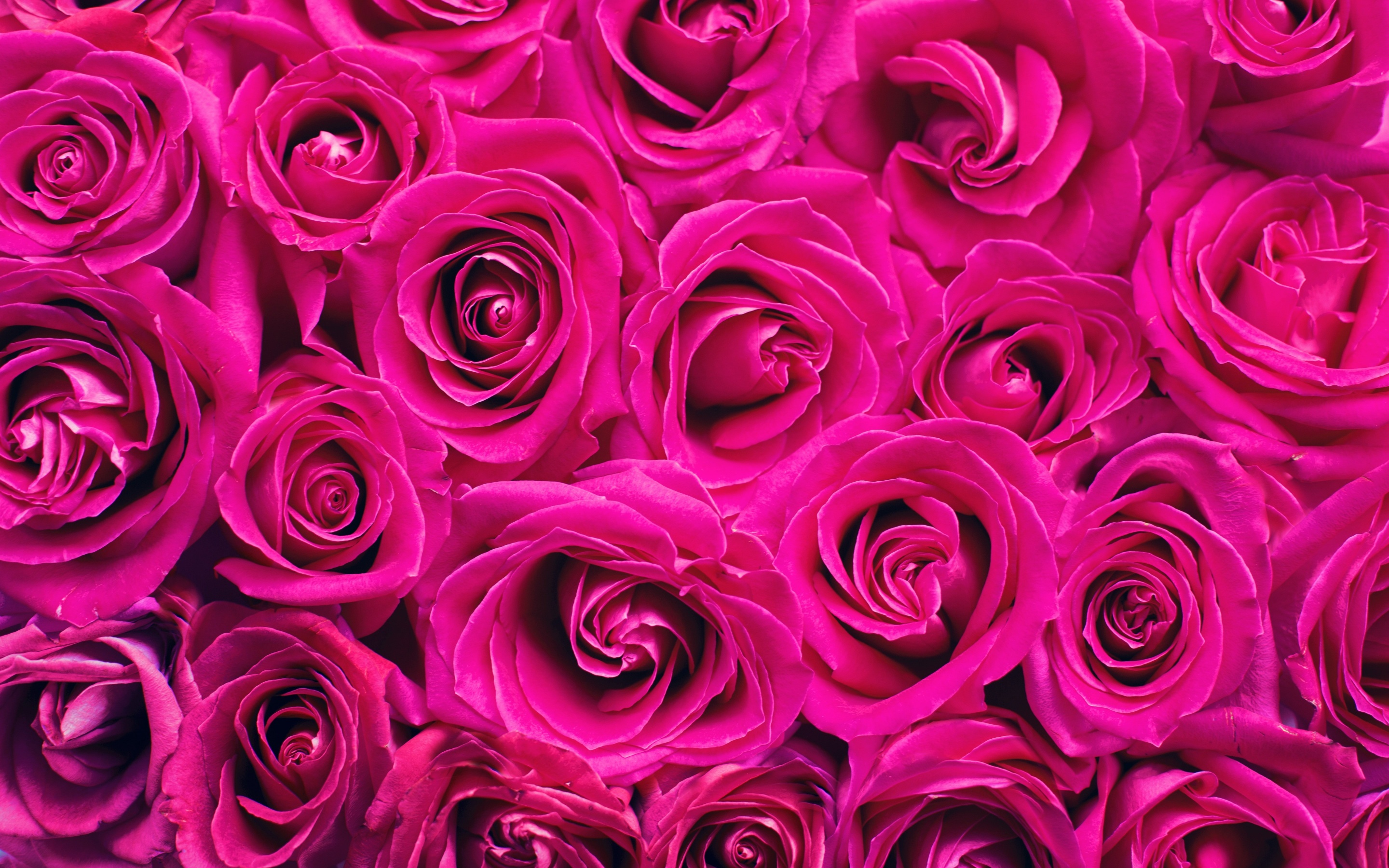 Hình nền hoa hồng màu hồng 4K là sự lựa chọn tuyệt vời cho những ai yêu thích sự hiển thị sắc nét nhất có thể. Với độ phân giải cao nhất, bạn sẽ được chiêm ngưỡng độ tinh khiết và tuyệt đẹp của từng cánh hoa hồng trên nền đen thật là tuyệt vời.