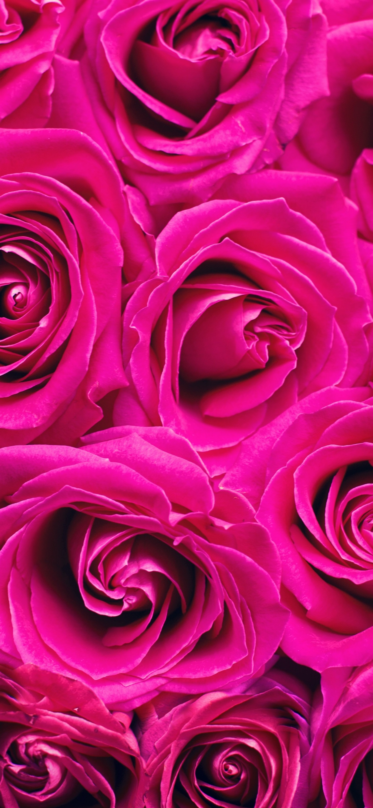 Roses background Dark Pink Roses HD wallpaper  Pxfuel