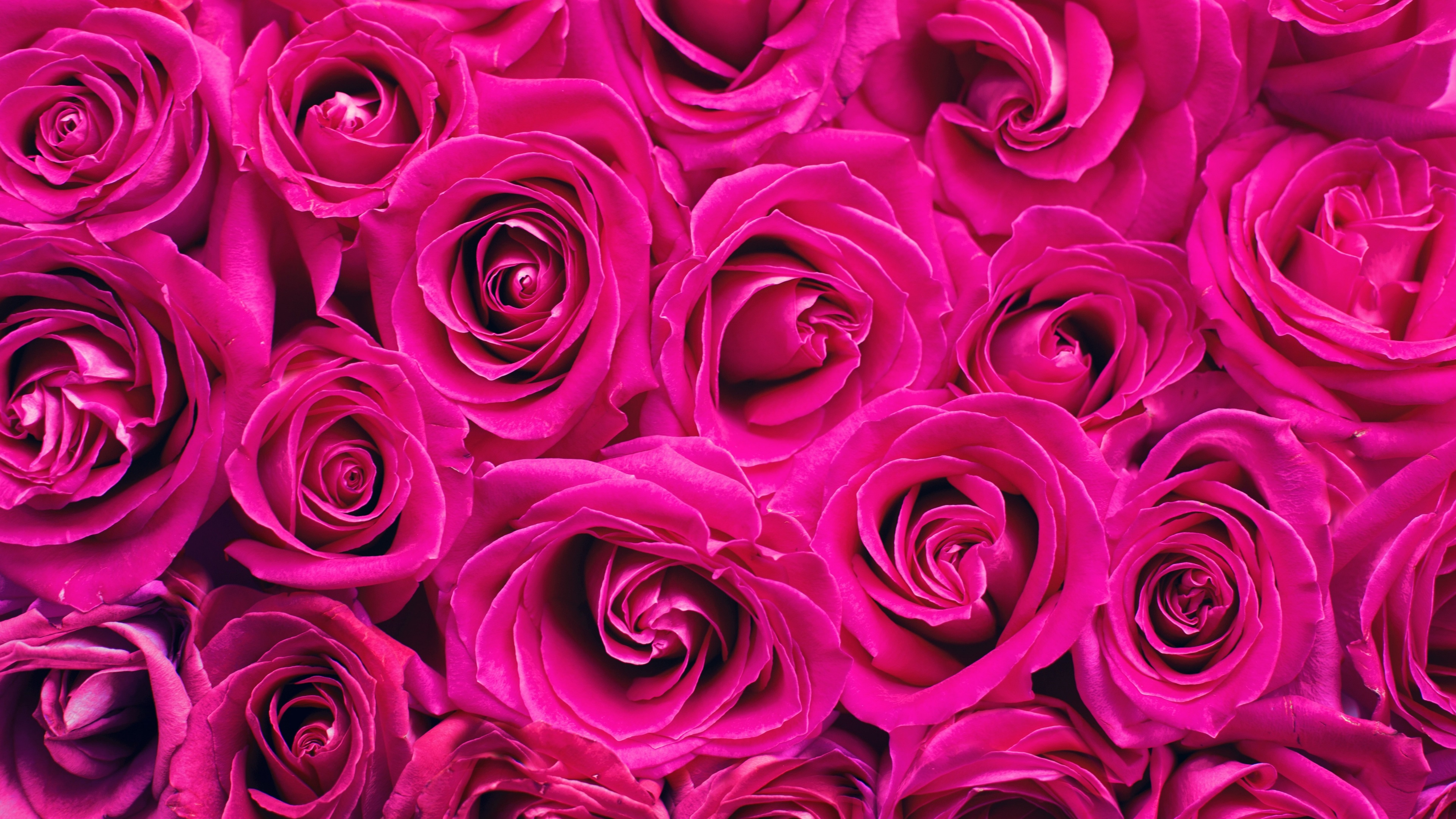 Pink Roses Wallpaper 4K, Floral Background, Flowers, #5760