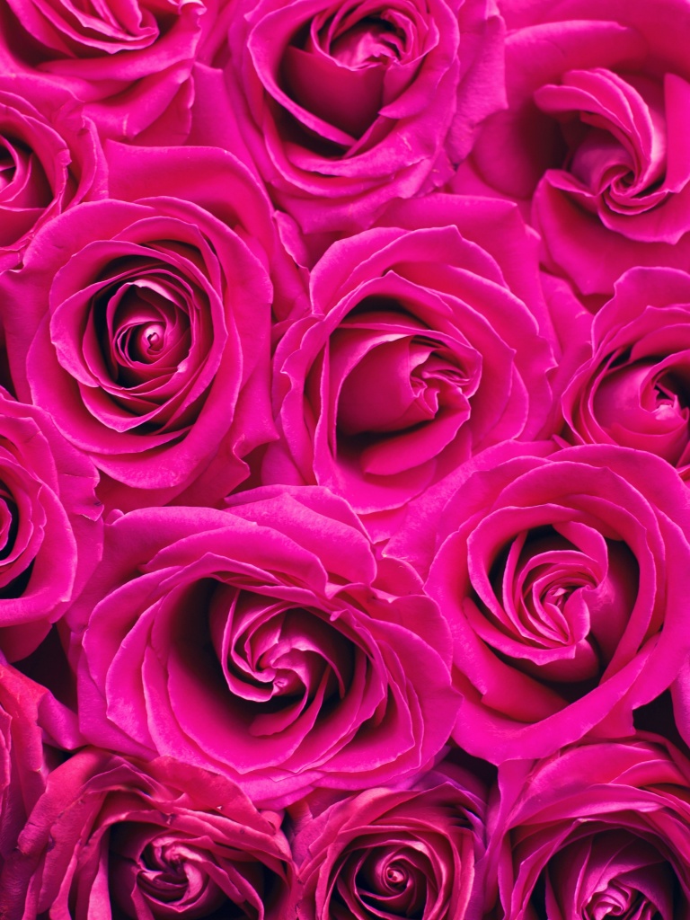 Pink Roses Wallpaper 4K, Floral Background, Blossom