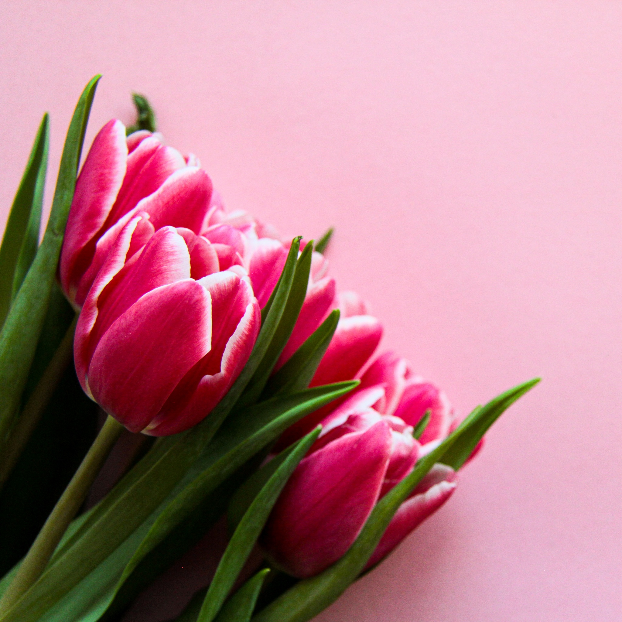 Pink Tulips Wallpaper Desktop