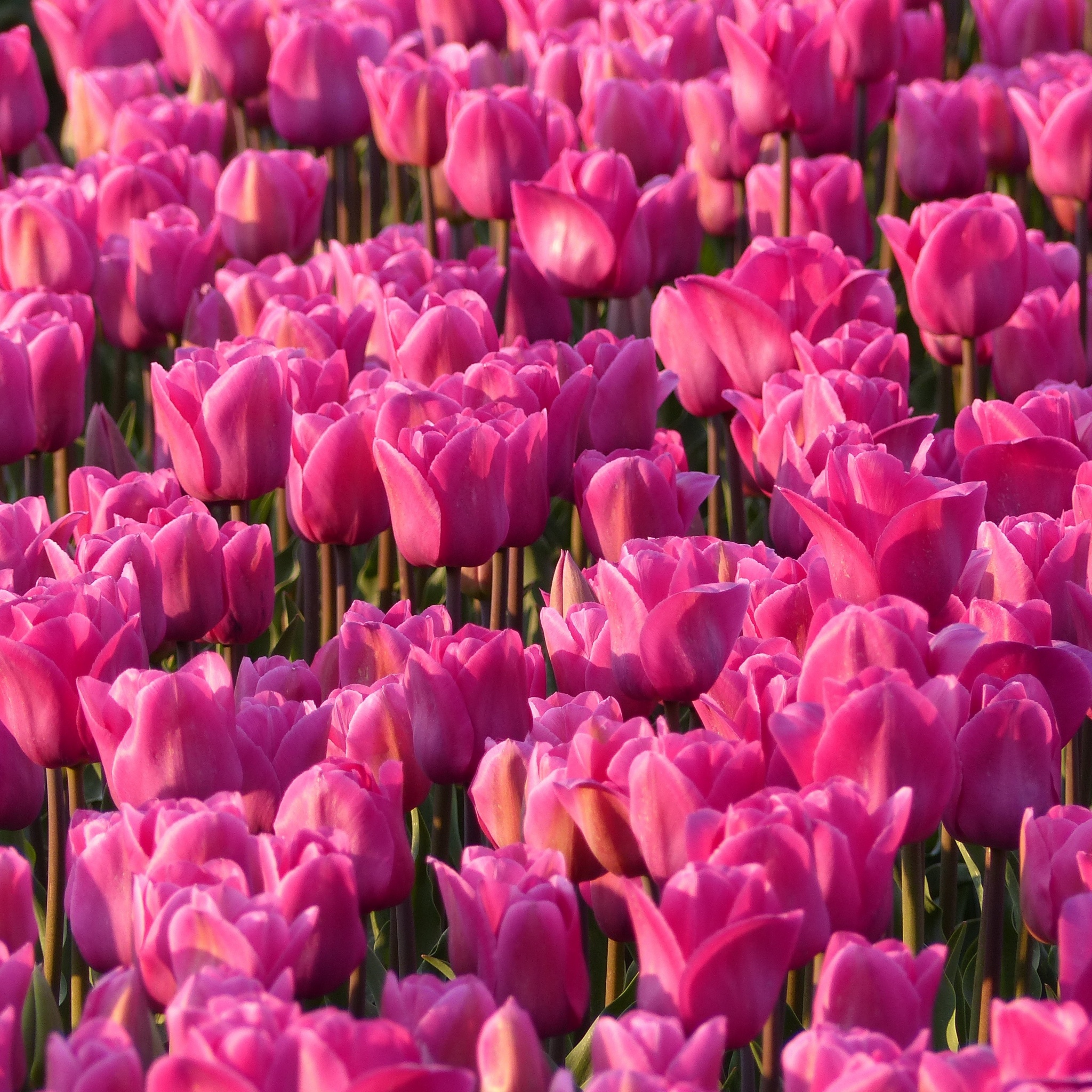 Pink Tulips Wallpaper 4K, Tulip flowers, Tulip garden