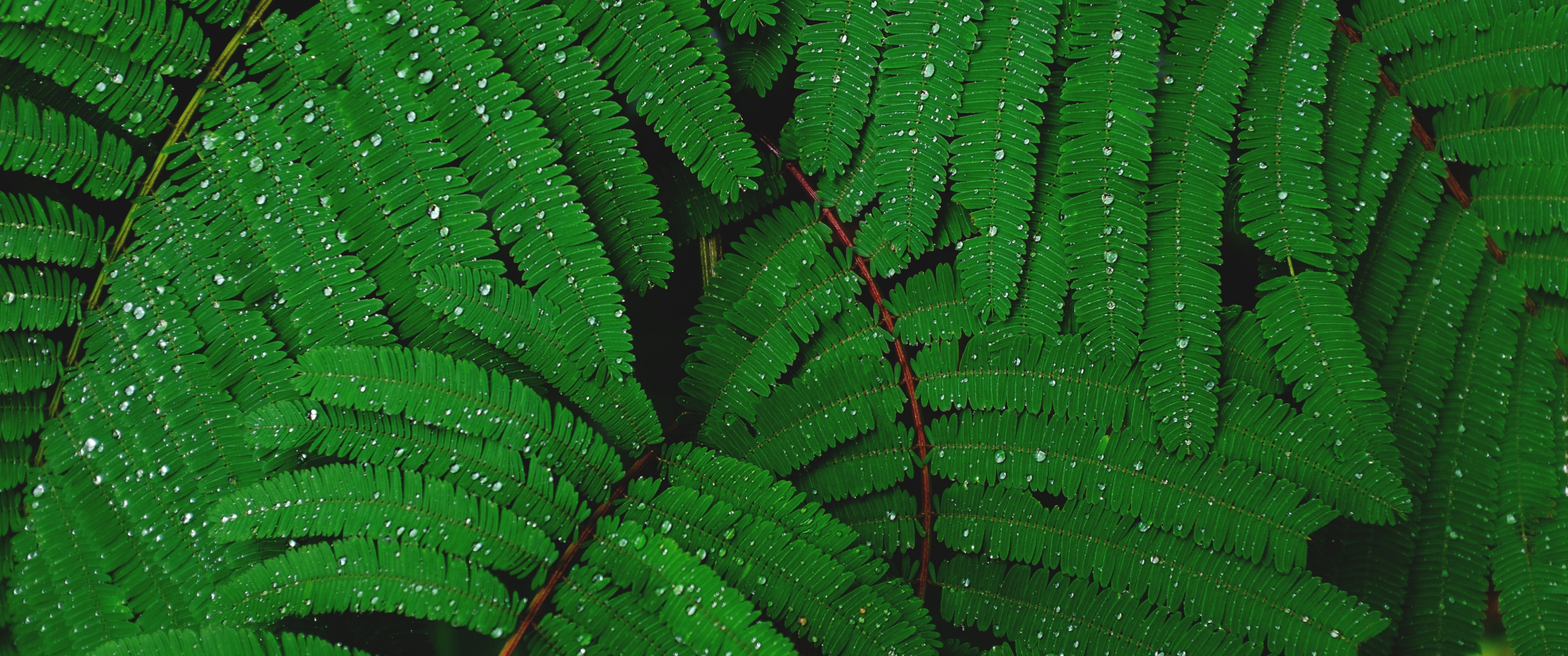 Plant Wallpaper 4K, Leaves, Branches, Rain droplets, #1348