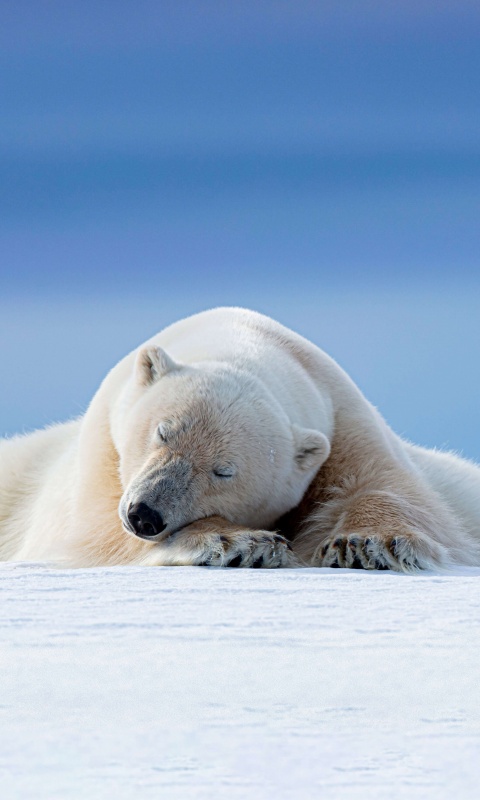 Polar bear Wallpaper 4K, Arctic, 5K, 8K