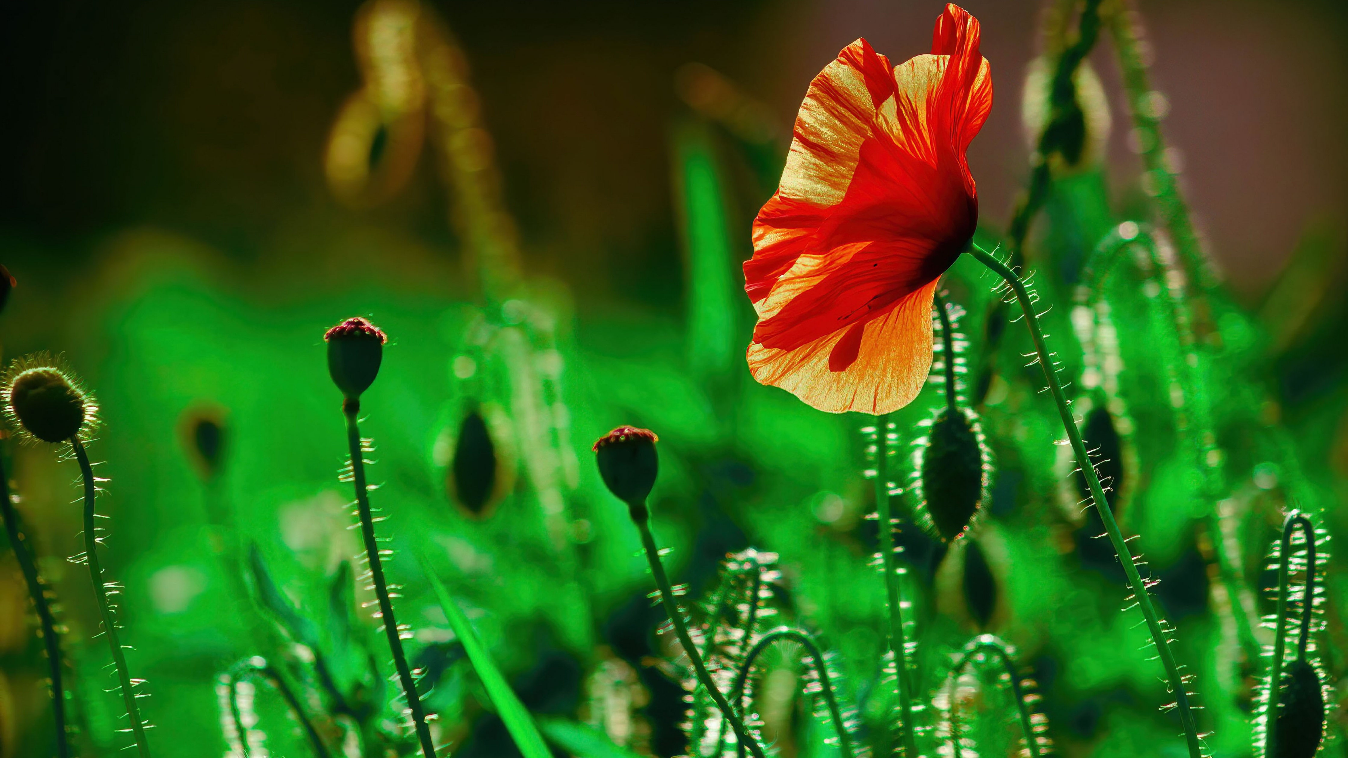 Poppy Flowers Red background  Best Free Download photos