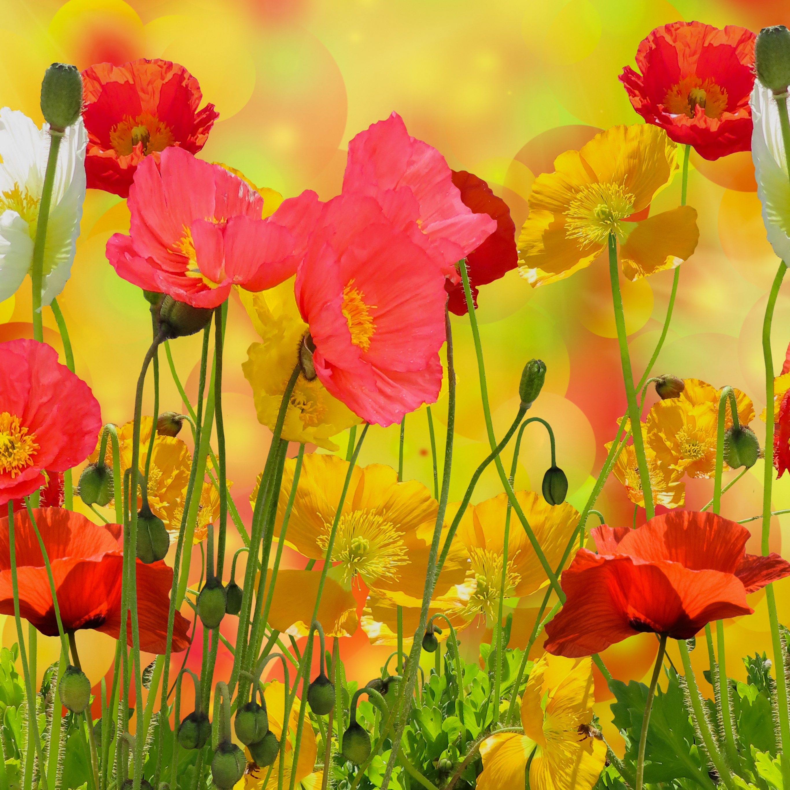 Poppy flowers Wallpaper 4K, Colorful, Bloom, Blossom, Garden