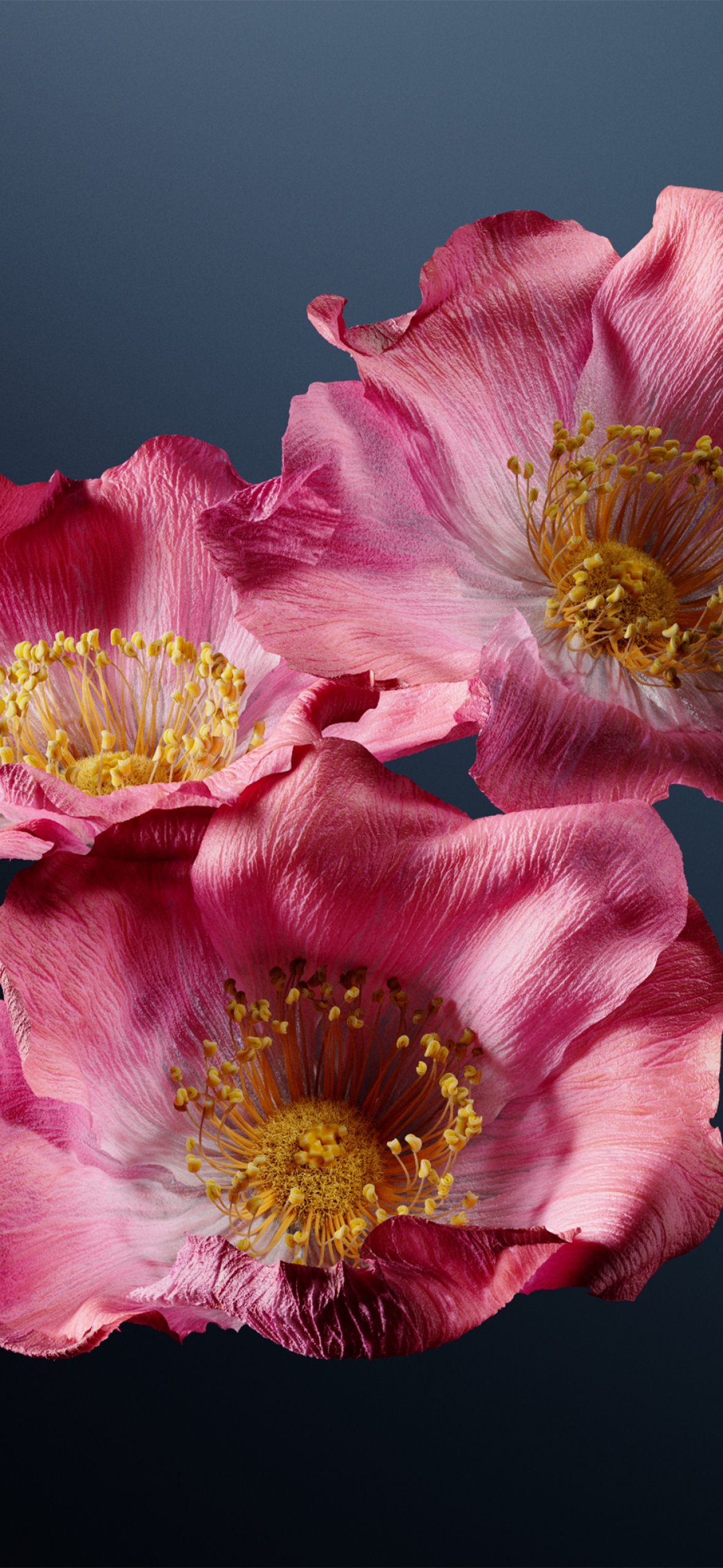 Poppy flowers Wallpaper 4K, Pink flowers, Dark background