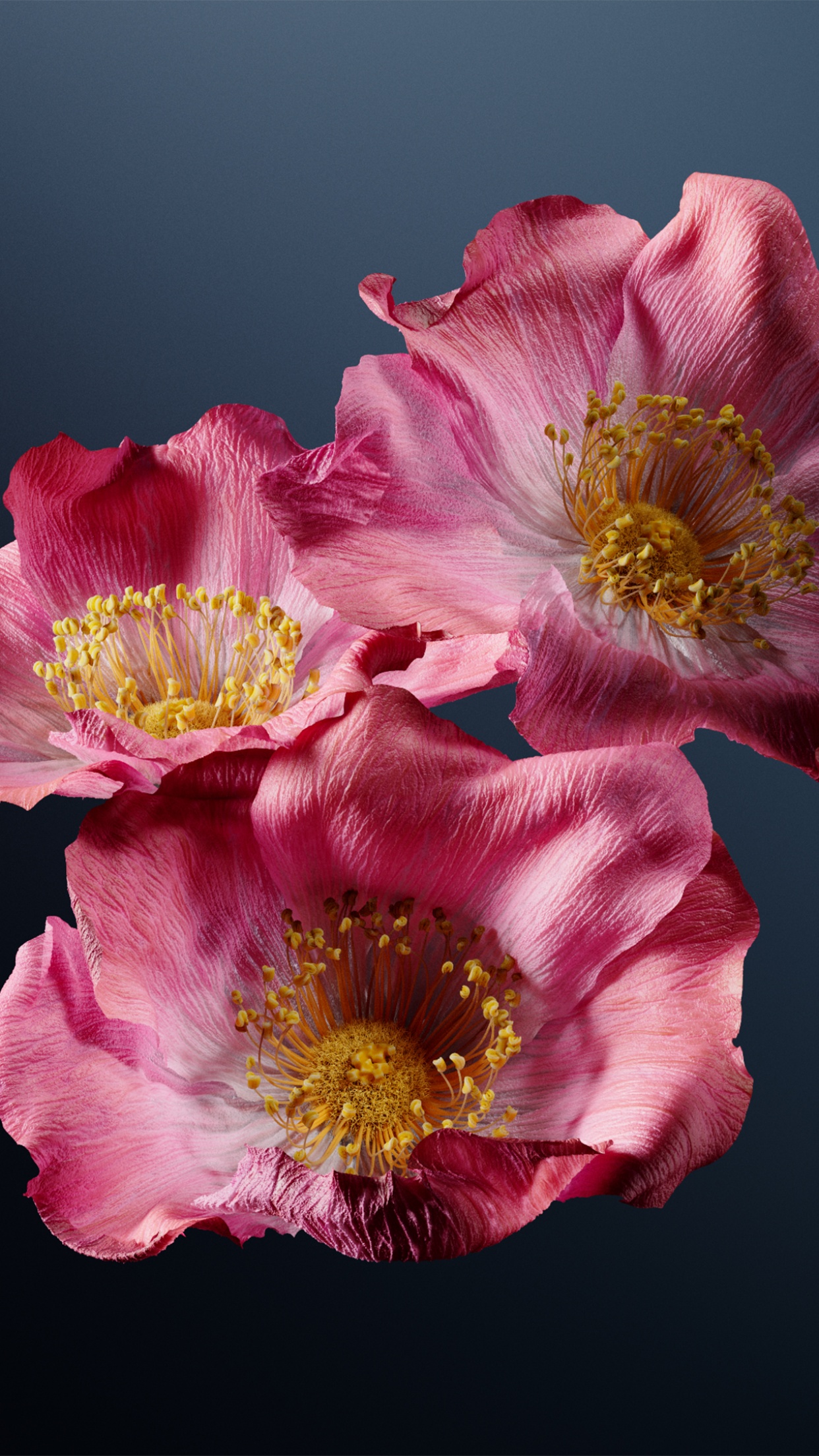 Poppy flowers Wallpaper 4K, Pink flowers, Dark background