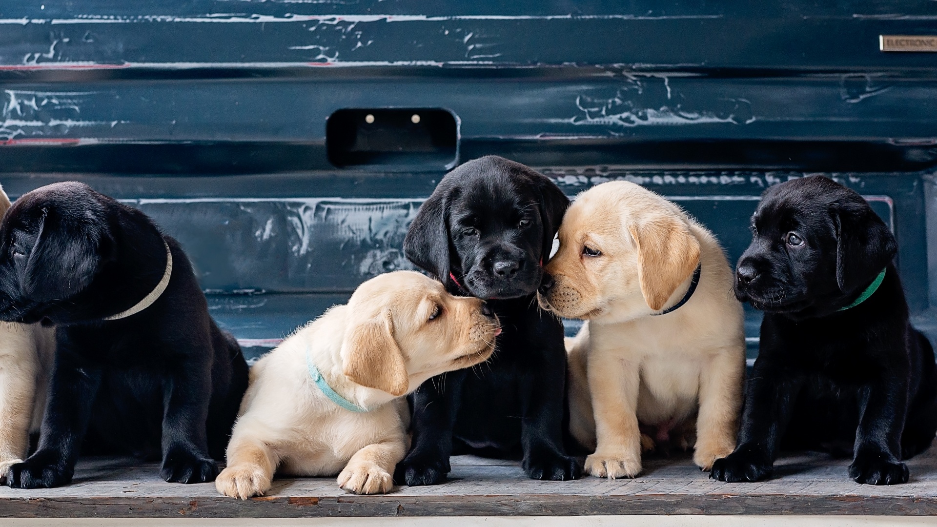 Puppies Wallpaper 4K, Labrador Retriever, Cute dogs, Labrador puppies