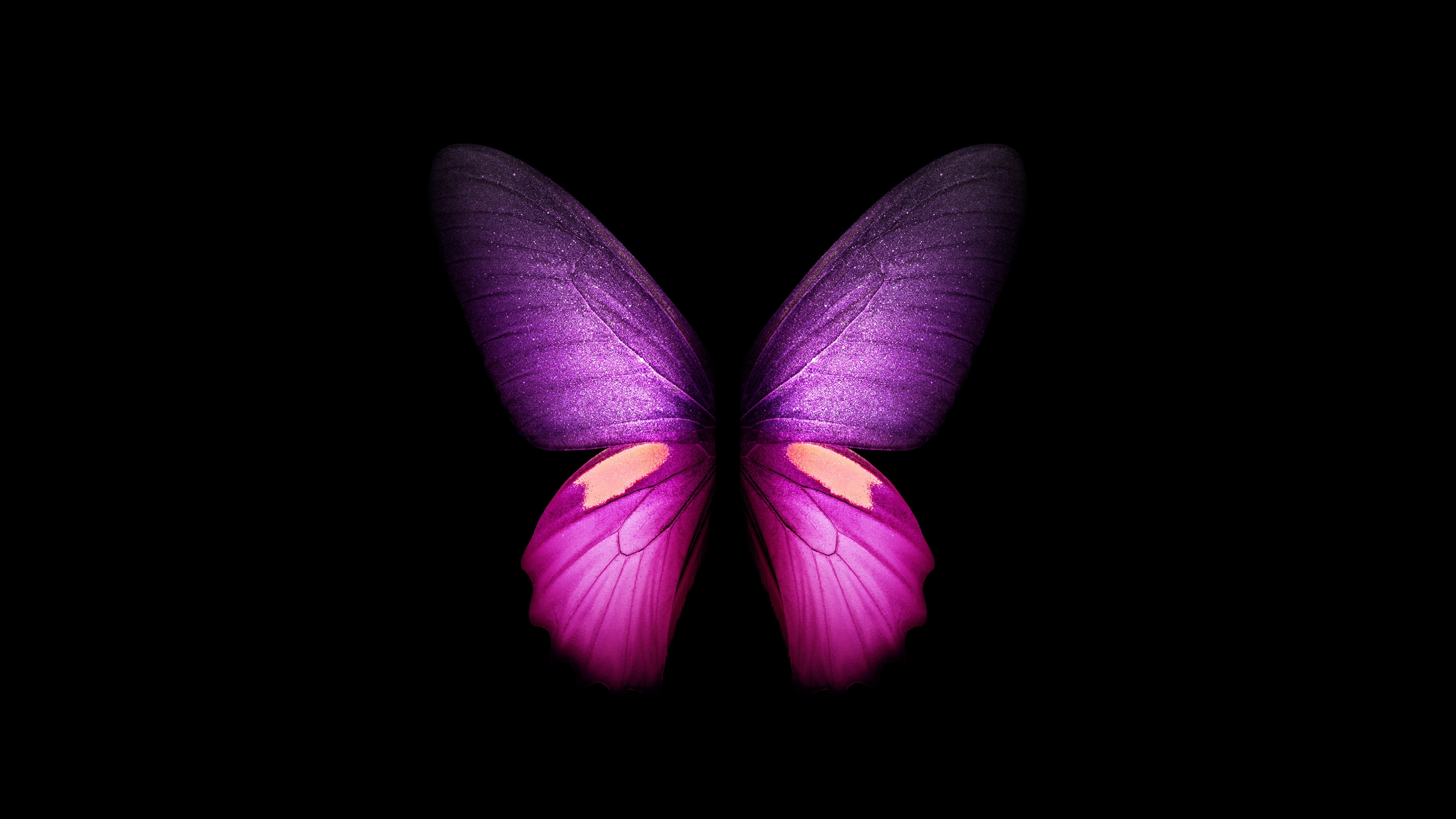 Download Black And Purple Butterflies Wallpaper  Wallpaperscom