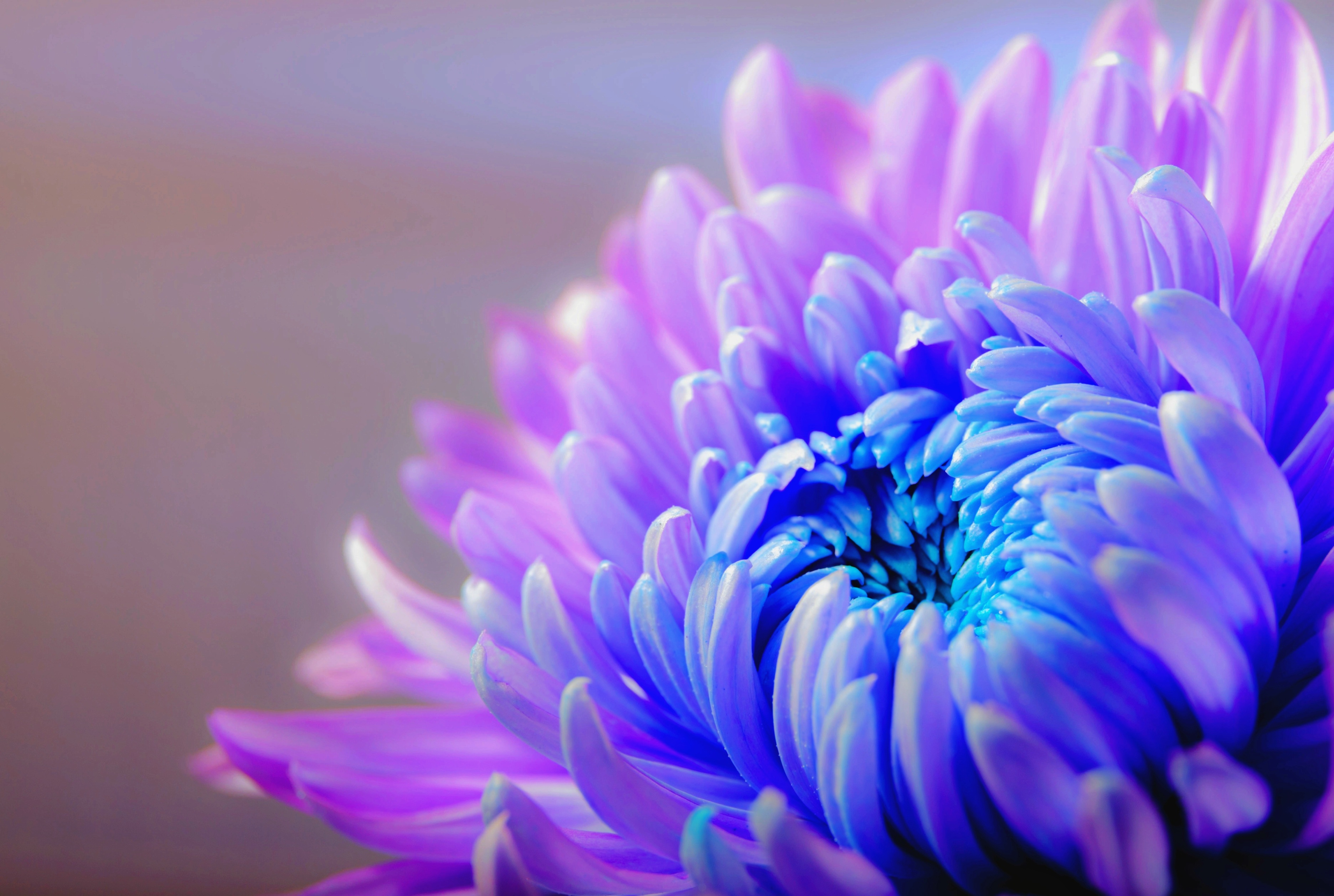 Hoa cúc tím sẽ làm tan đi mệt mỏi trong cuộc sống hối hả của bạn. Hãy chiêm ngưỡng những bông hoa tím tinh khôi ấy, bạn sẽ cảm nhận được sự thanh thản và yên bình đến khó tả.