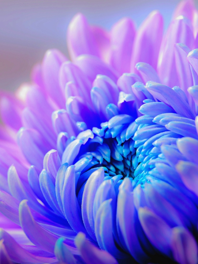 Purple Flower Wallpaper 4K, Chrysanthemum, Closeup, Macro