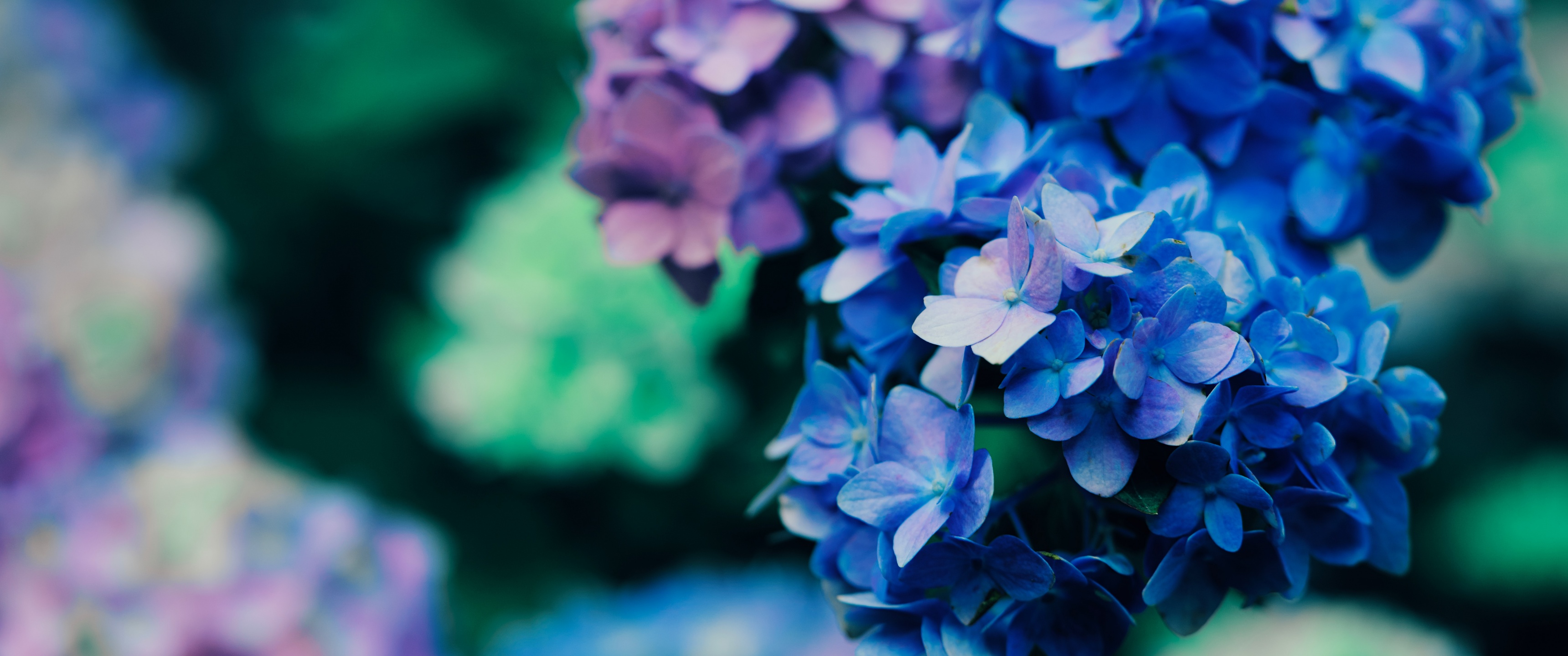 Nếu bạn yêu thích màu tím, bạn sẽ không thể cưỡng lại được bức ảnh hoa tím dịu dàng và lãng mạn này. Tận hưởng vẻ đẹp tự nhiên, bất ngờ và tươi mới của từng cánh hoa.