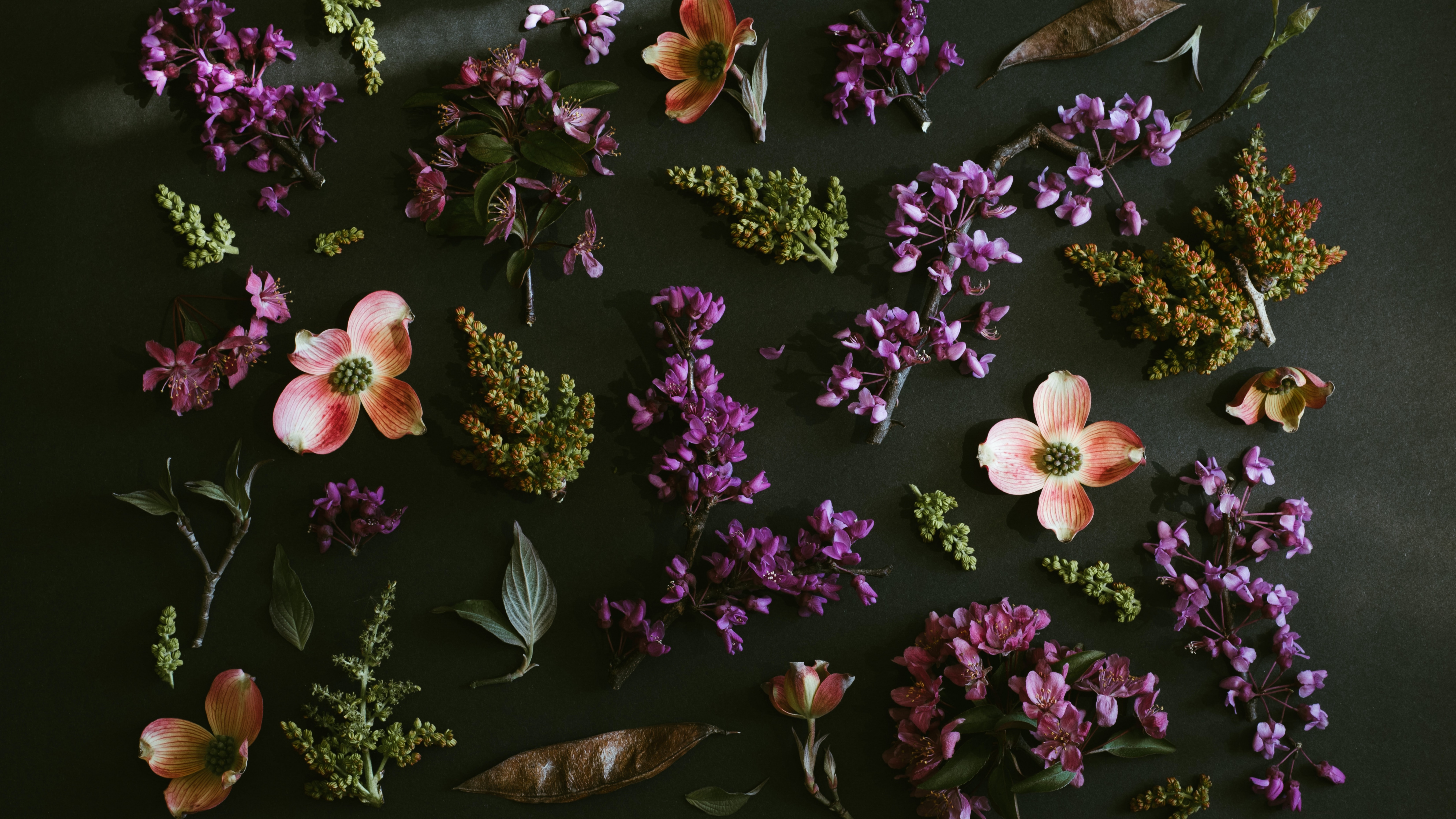 Purple Flowers Wallpaper 4K, Dark background, #3506