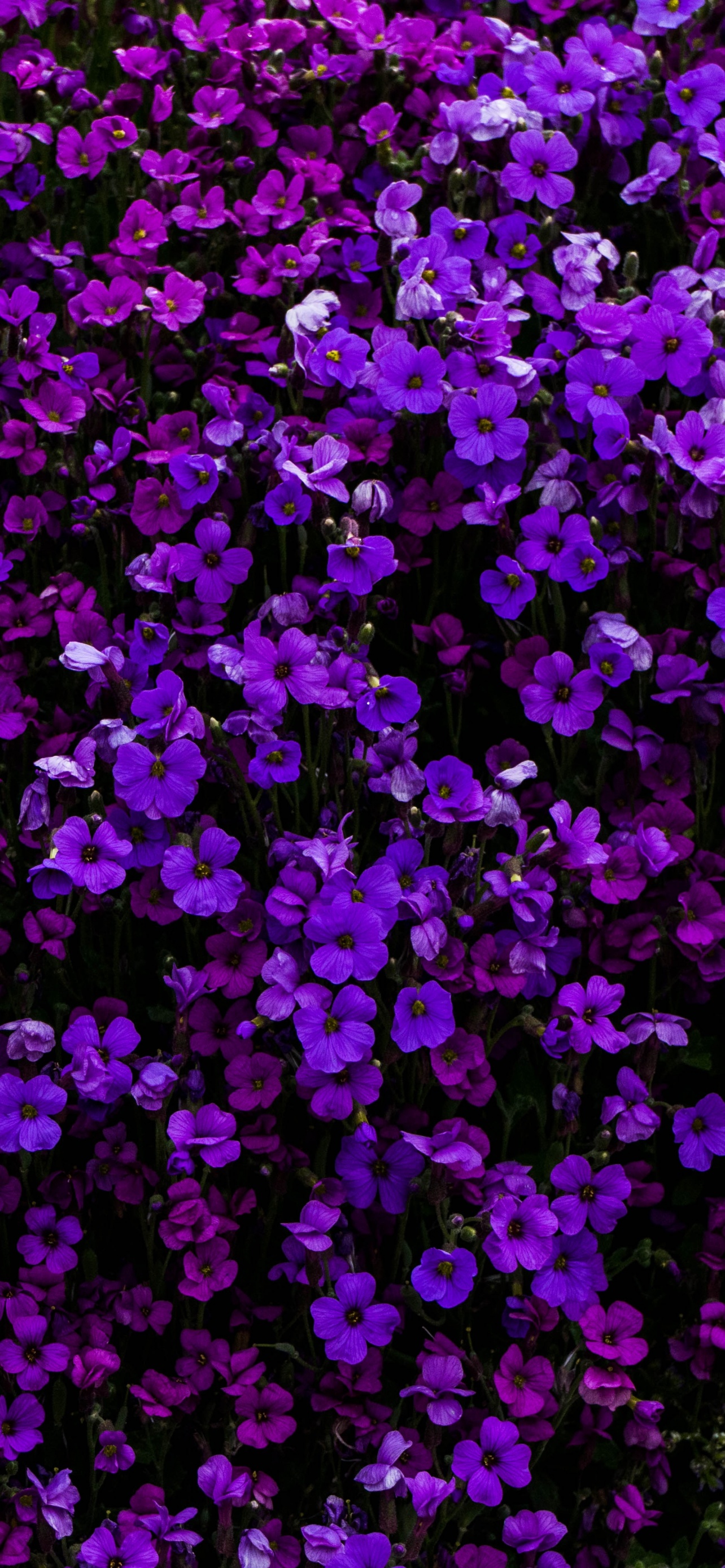 Flower Background Wallpaper Purple - Purple Flowers Background