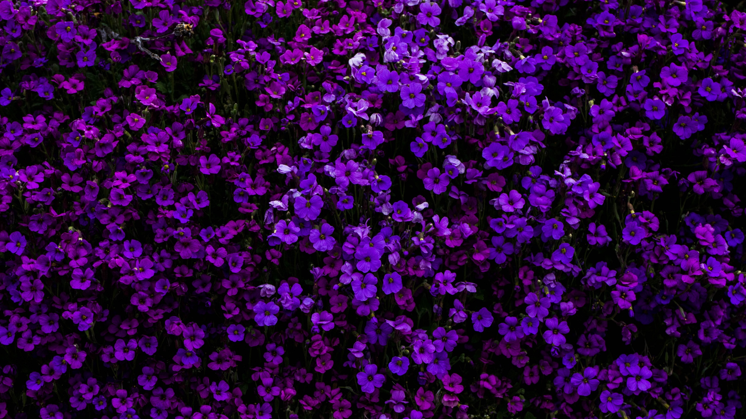 Purple Flowers Wallpaper 4K, Floral Background, Beautiful