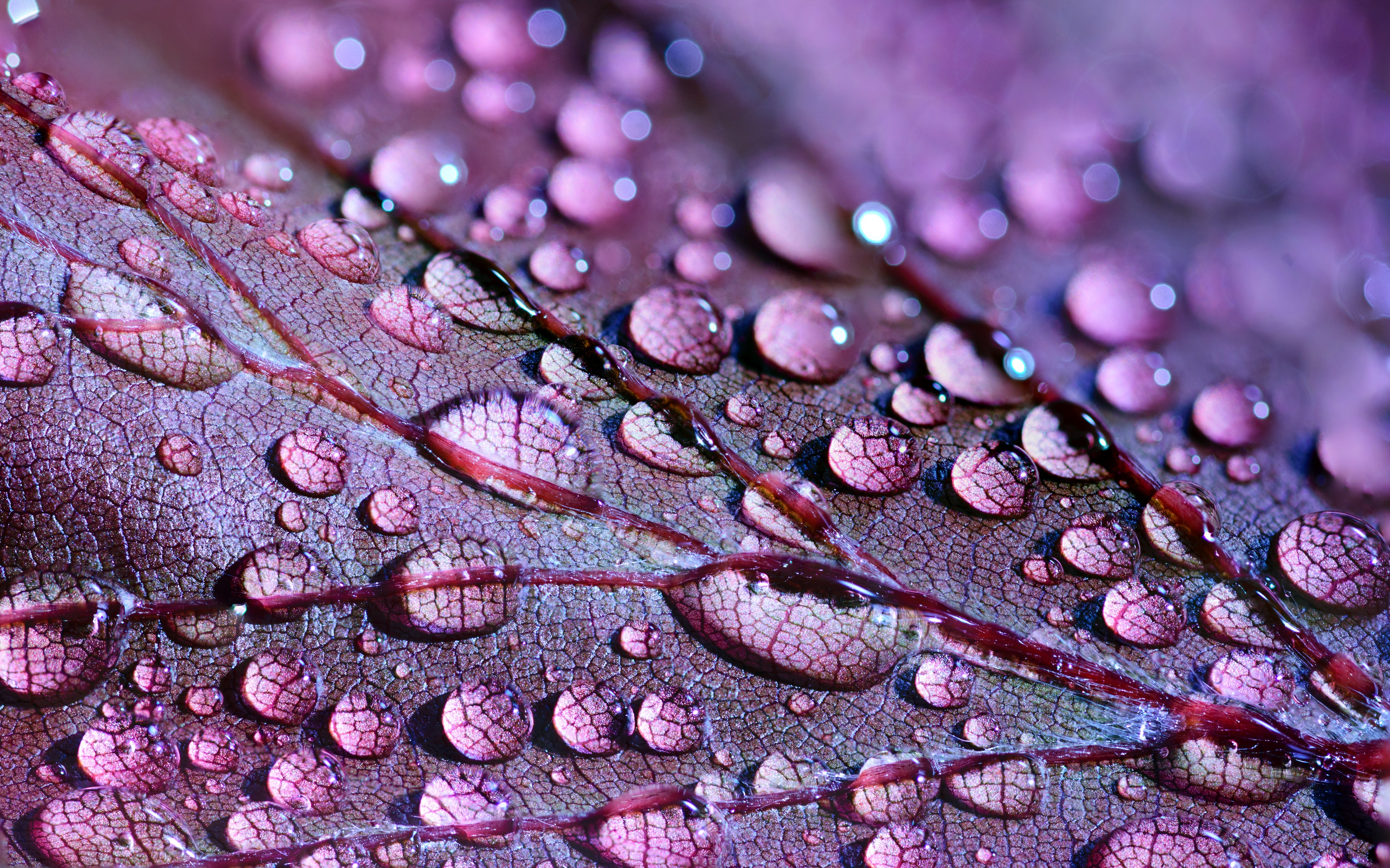 Purple leaf Wallpaper 4K, Dew Drops, Macro, Droplets, 5K, Photography