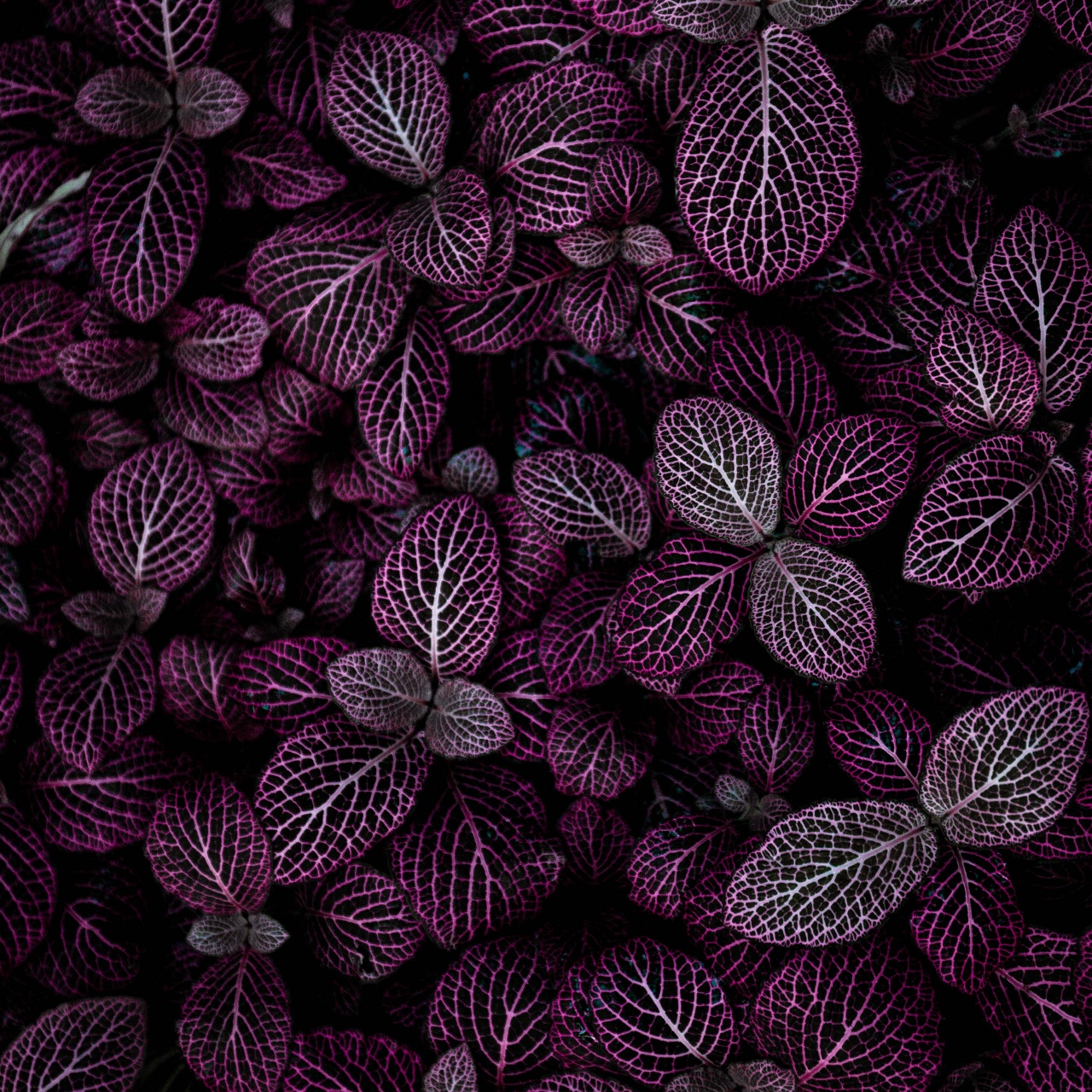 Purple leaves Wallpaper 4K, Plant, Floral, Pattern