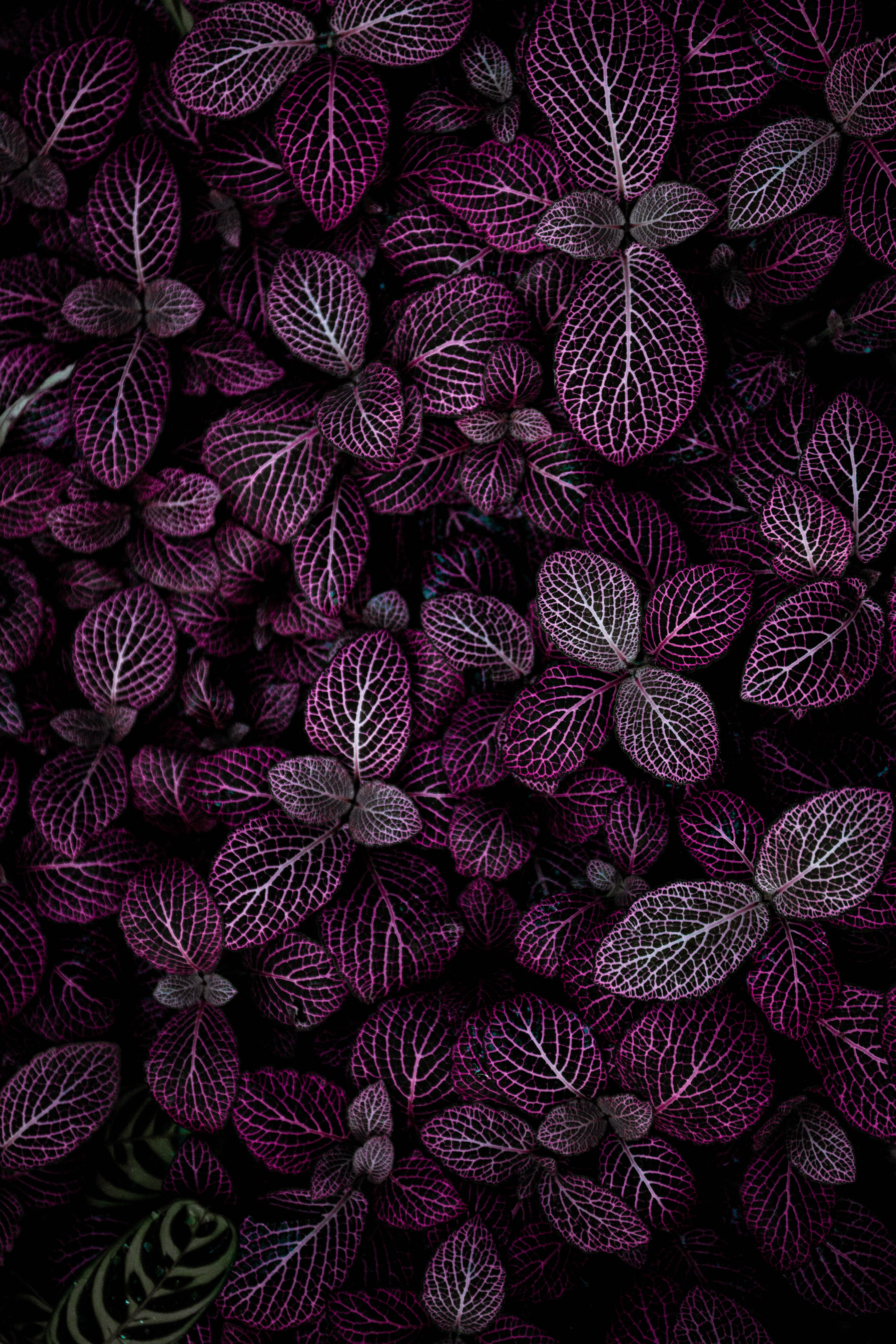 Hình nền lá màu tím 4K với đủ loại hoa lá, họa tiết và thiên nhiên sẽ khiến cho màn hình của bạn trở nên sống động hơn bao giờ hết. Bạn sẽ yêu thích những chi tiết tinh tế và sống động trong hình ảnh này.