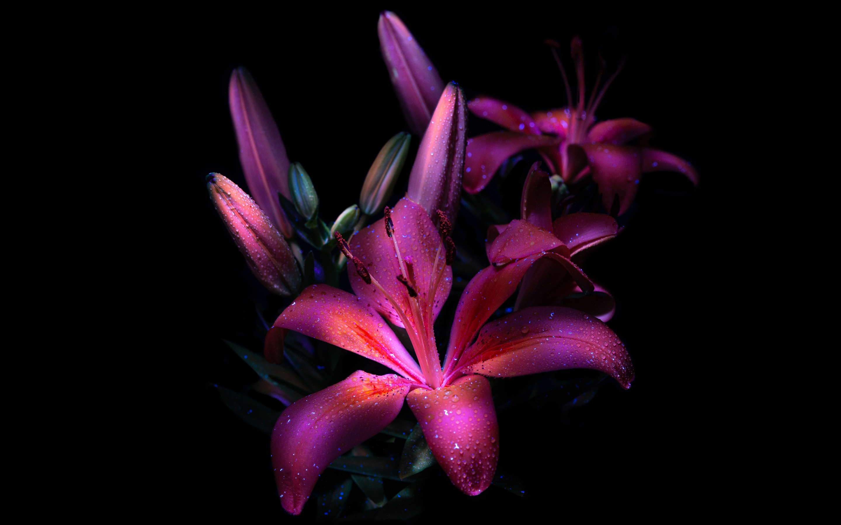 Purple lily Wallpaper 4K, Dark aesthetic, Bloom, Glowing