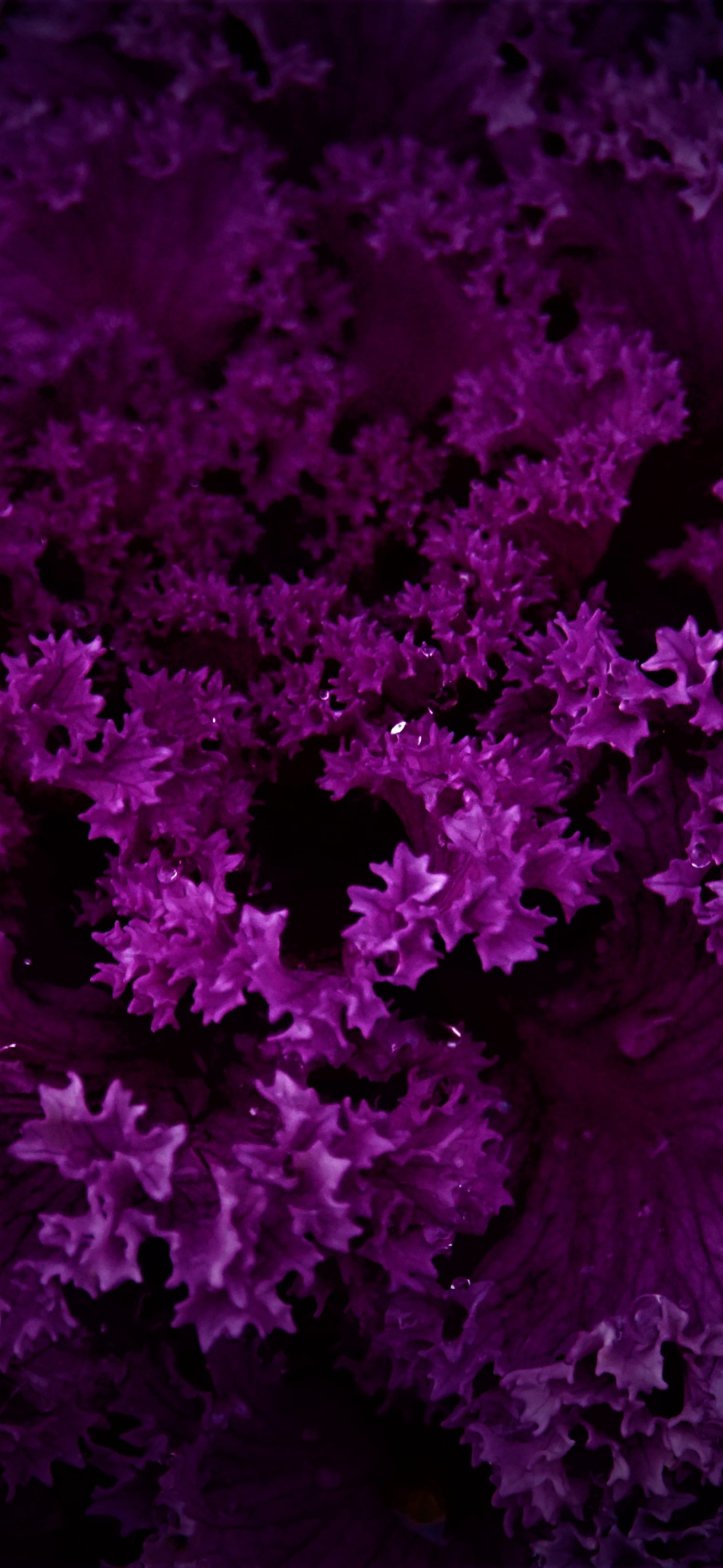 20,000+ Free Purple Wallpaper & Purple Images - Pixabay