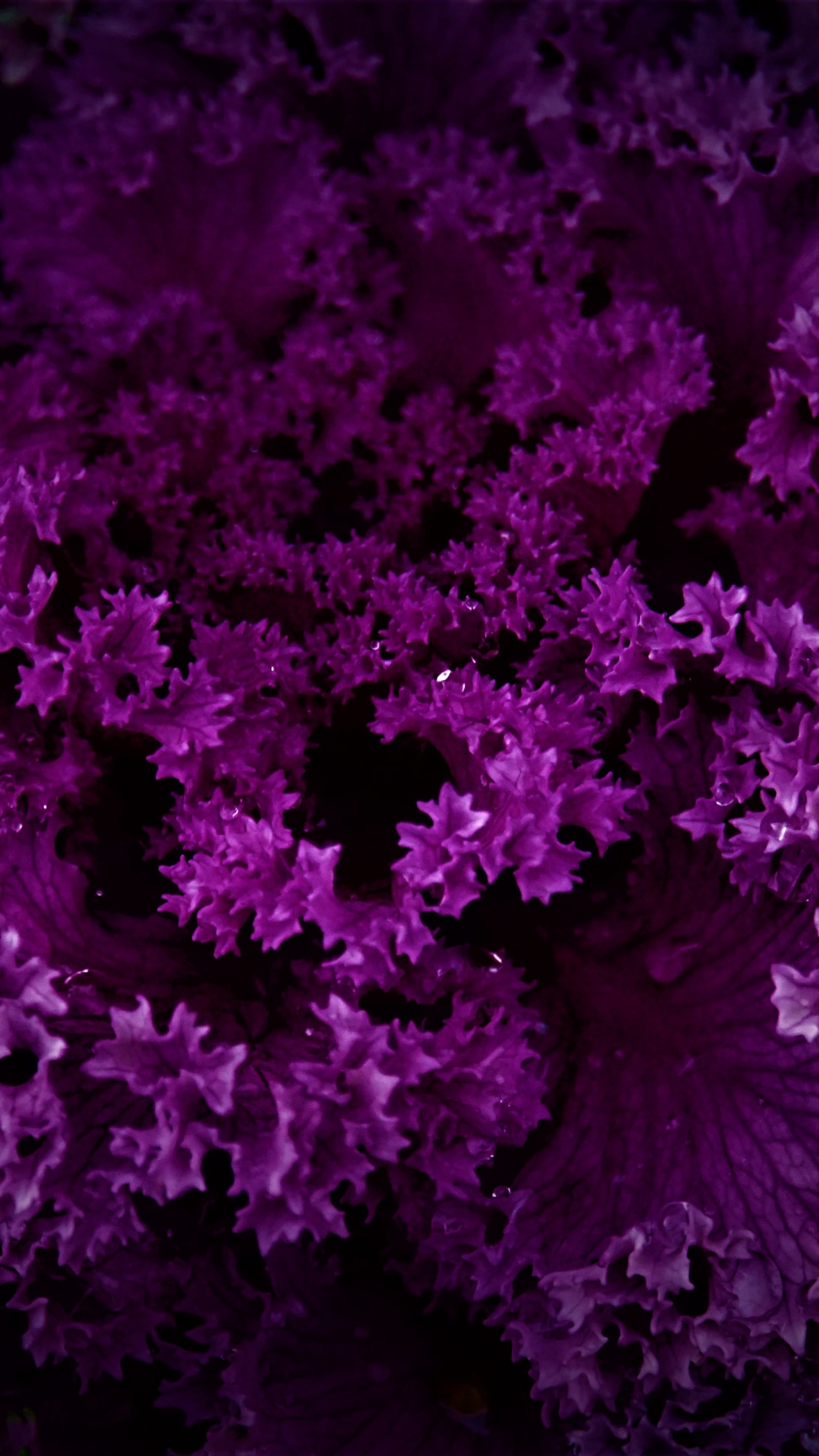 Purple Plant Wallpaper 4K, Dark background, #4634