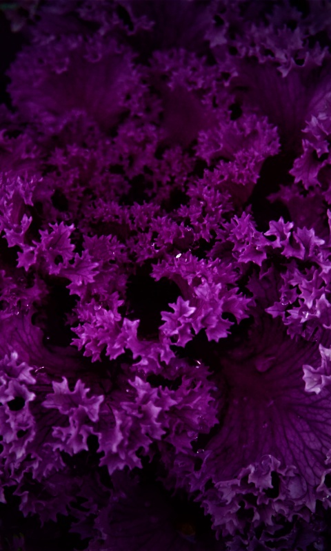 Purple Background, Photos, and Wallpaper for Free Download