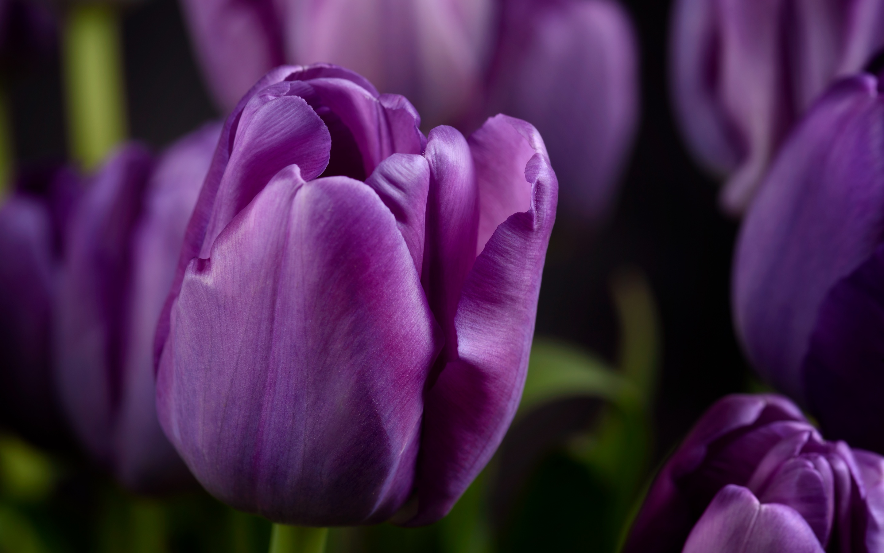 Purple tulips Wallpaper 4K, Closeup, Macro, Bokeh, Blossom