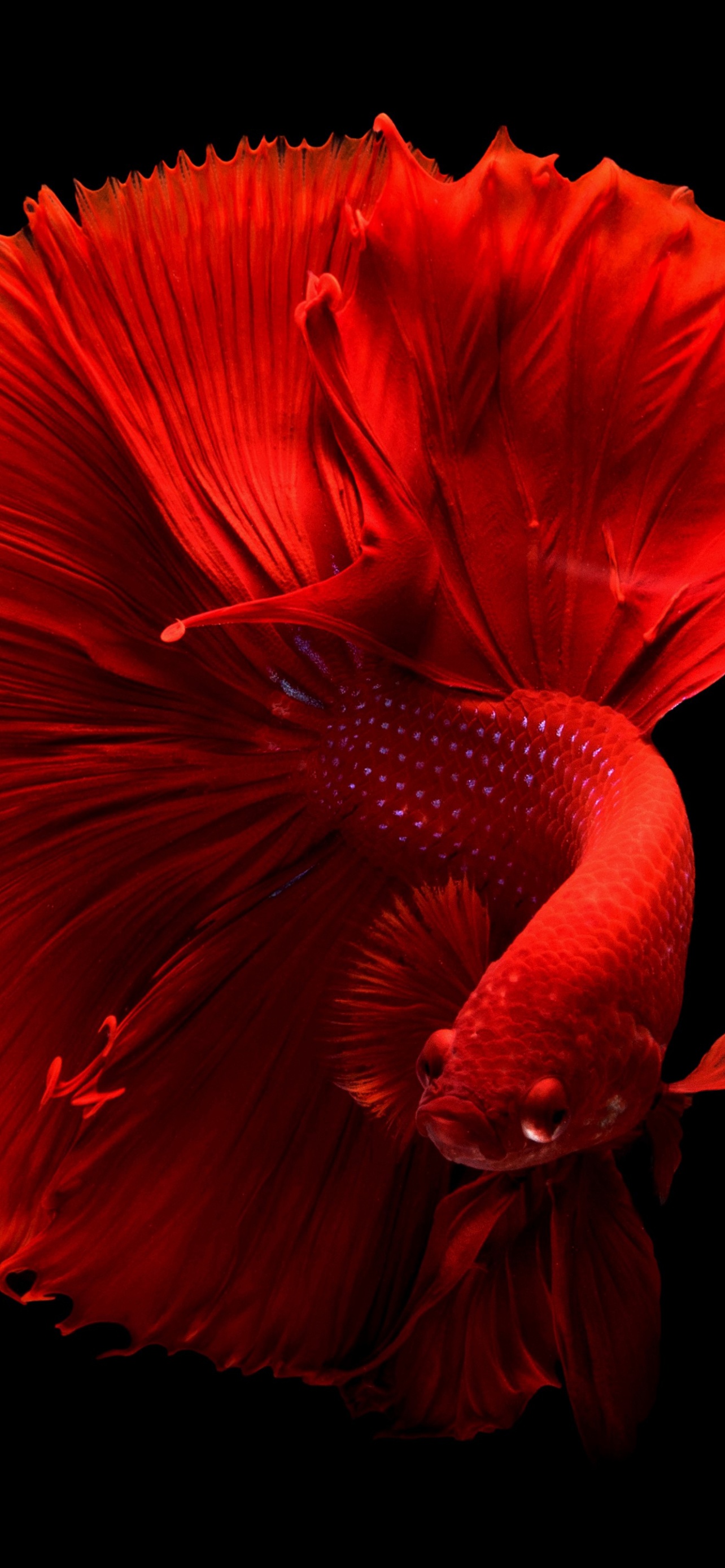Him And I Betta Fish iPhone, , Background, and, HD phone wallpaper | Peakpx