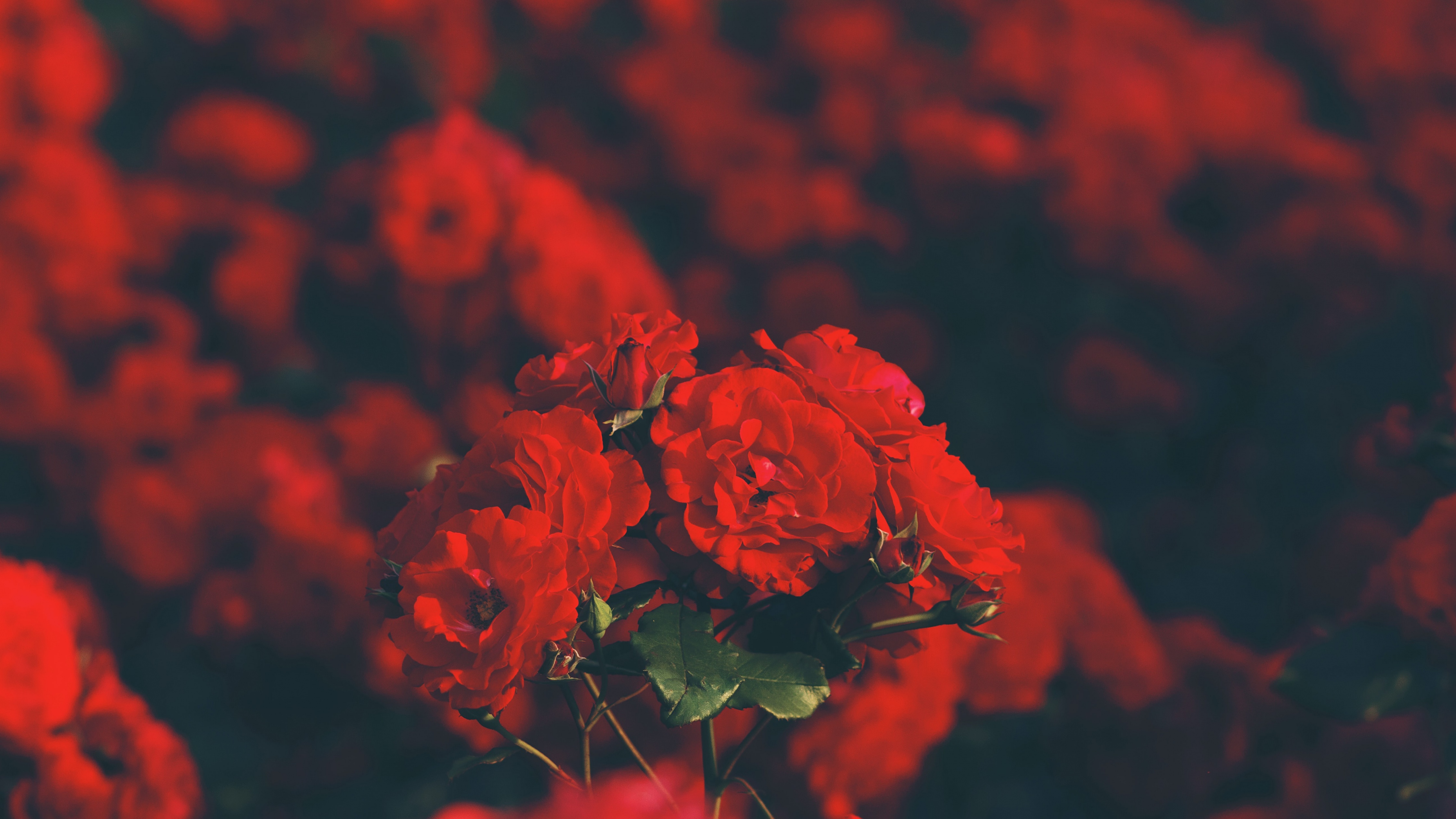 Red flowers Wallpaper 4K, Floral, Blur background, Flowers, #4296