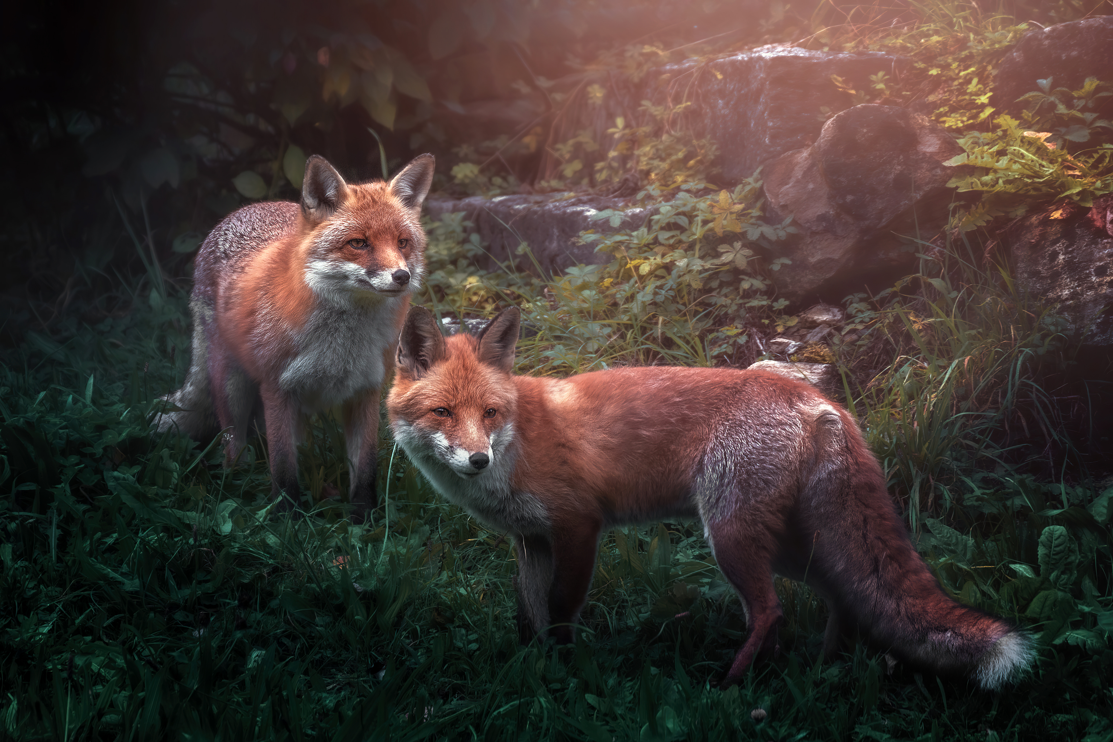 Red fox Wallpaper 4K, Wild animals, Fox pair, Animals, #7796