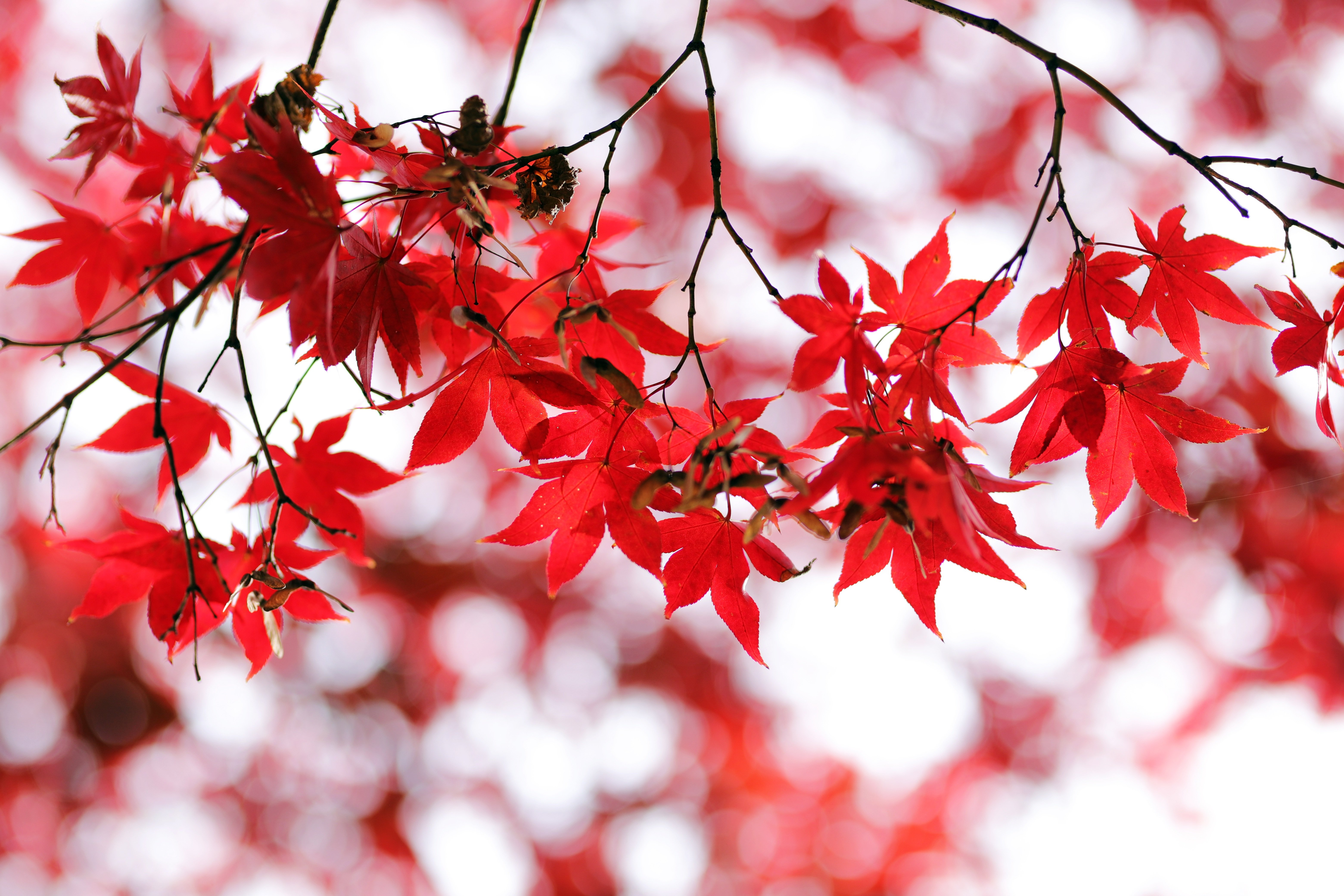 Red leaves Wallpaper 4K, Bokeh, Closeup, Nature, #3522