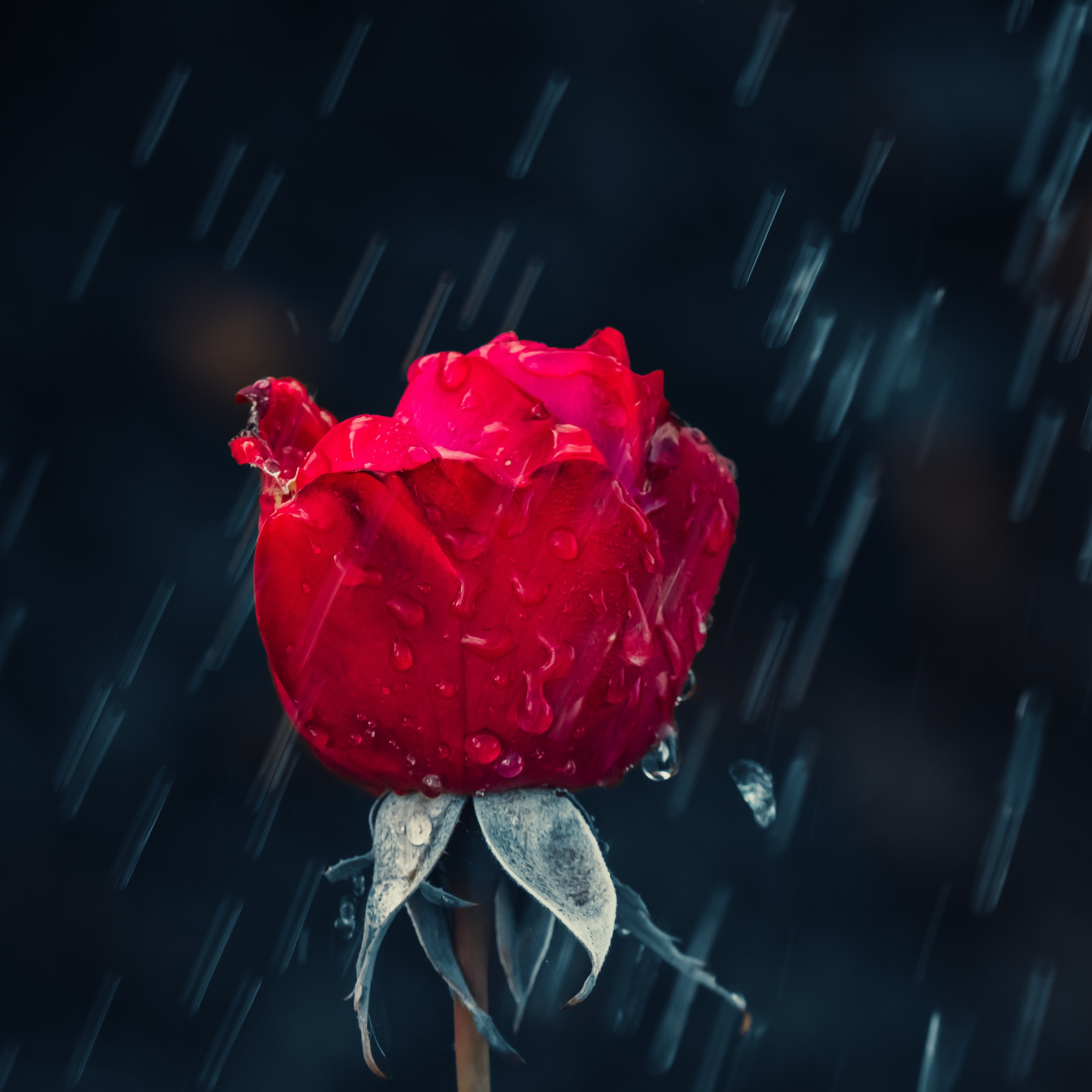Red Rose Wallpaper 4K, Rain, Water drops, Flowers, #2353