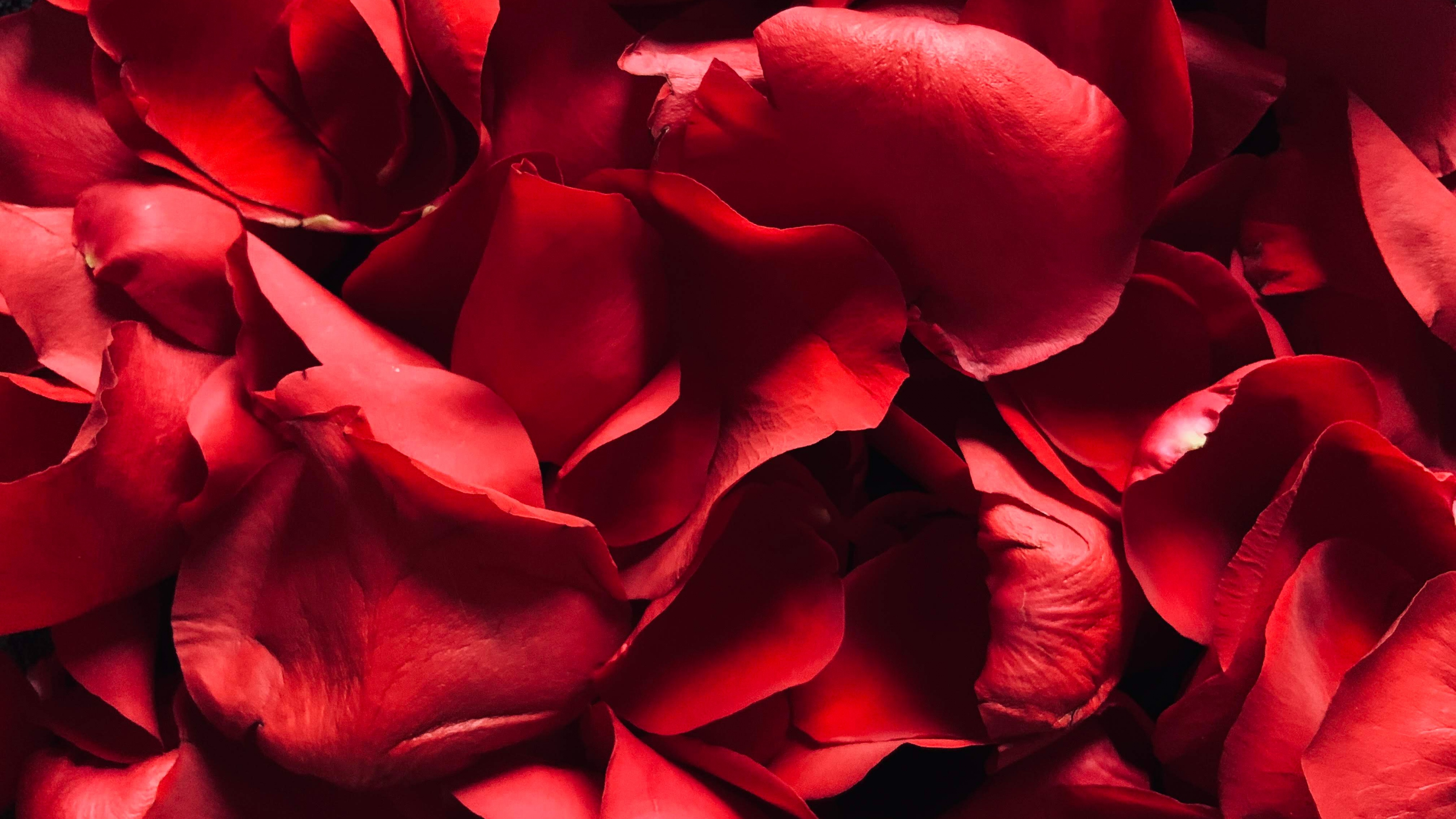 Red Rose Wallpaper 4K, Rose Petals, Floral, Flowers, #4827