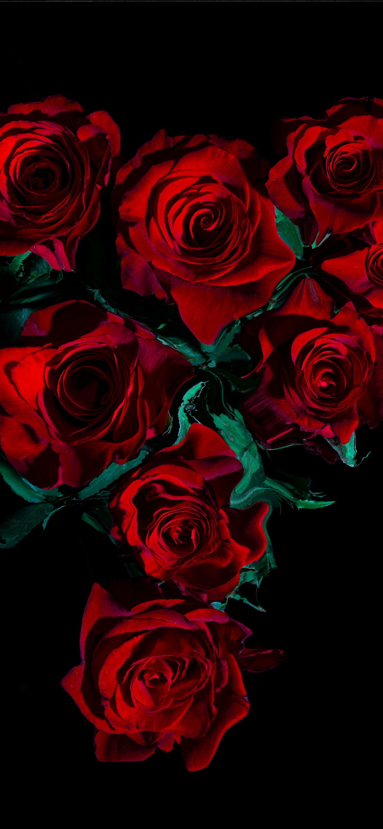 Wallpaper ID 416066  Dark Blood Phone Wallpaper Flower Rose White Rose  White Flower 1080x1920 free download