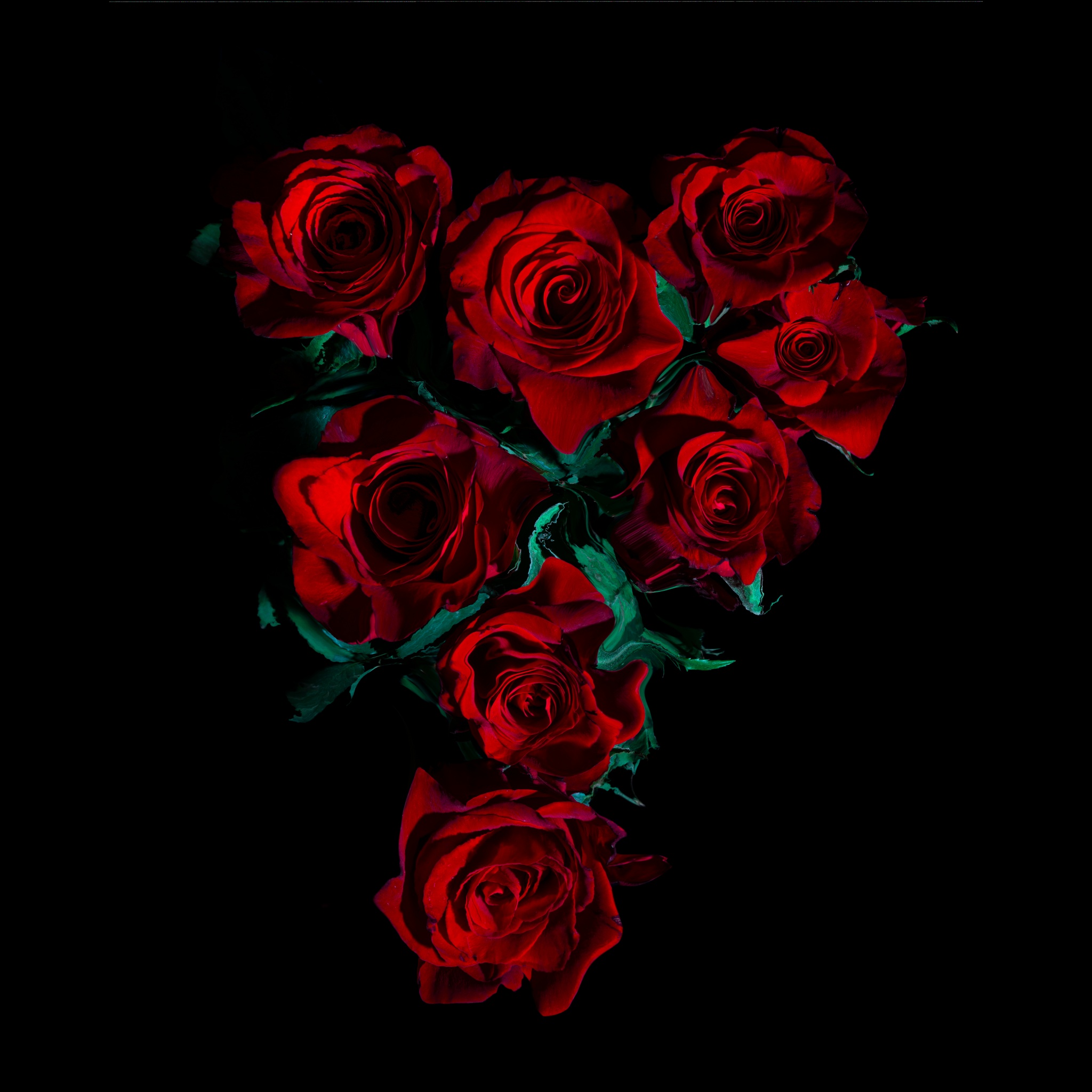 Red Roses Wallpaper 4K, AMOLED, 8K, Rose flowers