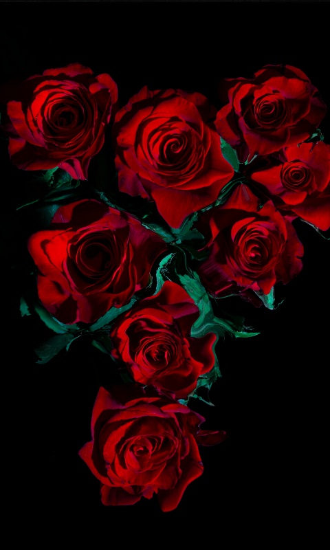 Red Roses Wallpaper 4K, AMOLED, 8K, Rose flowers