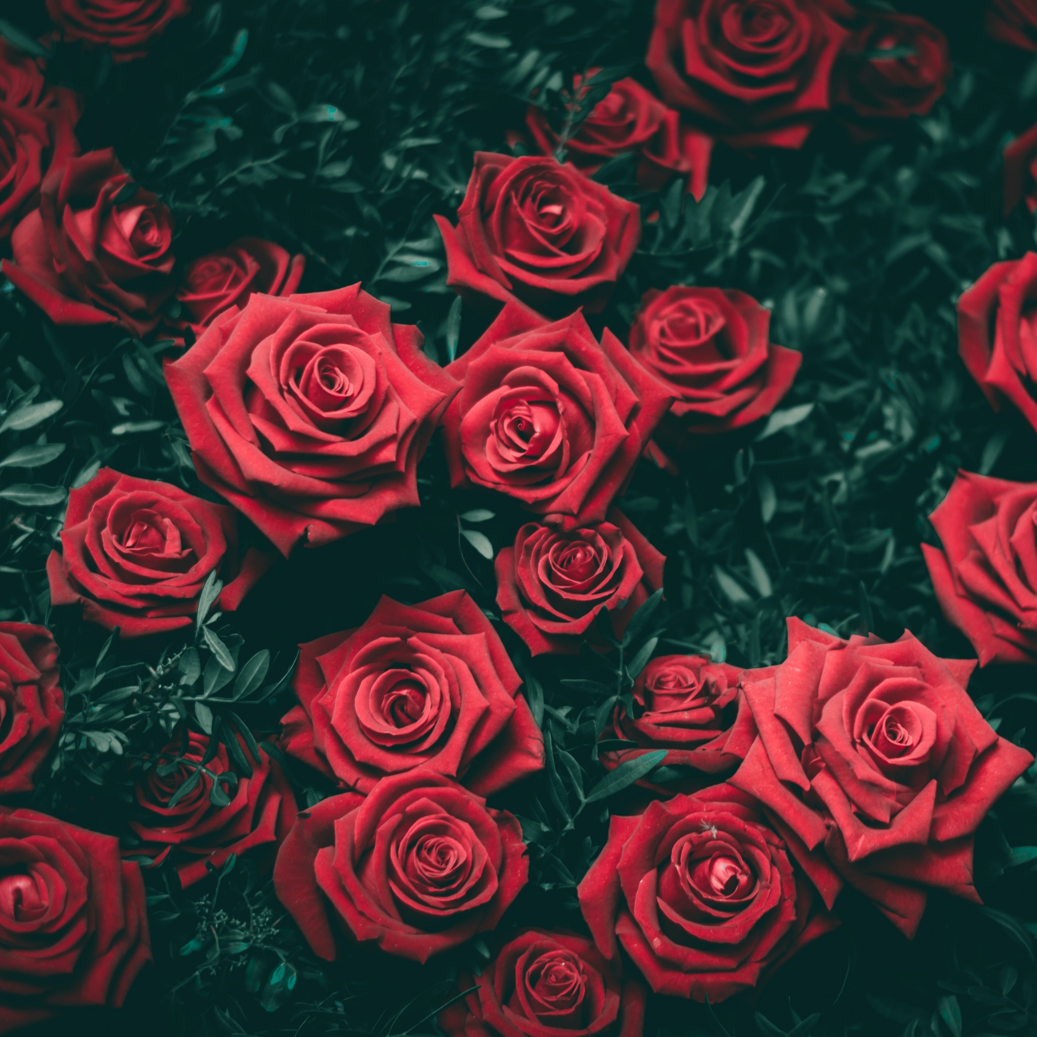 Red Roses Wallpaper 4K, Floral Background, Flowers, #4171