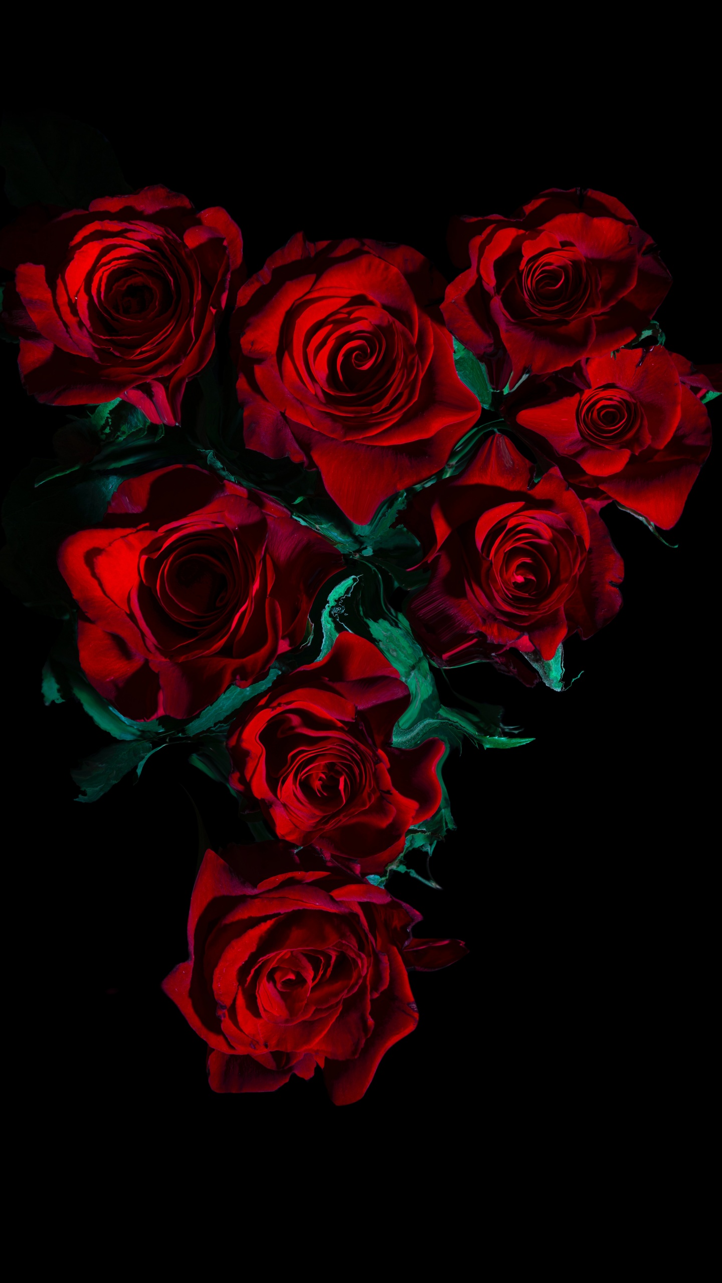 black and red rose wallpaper hd