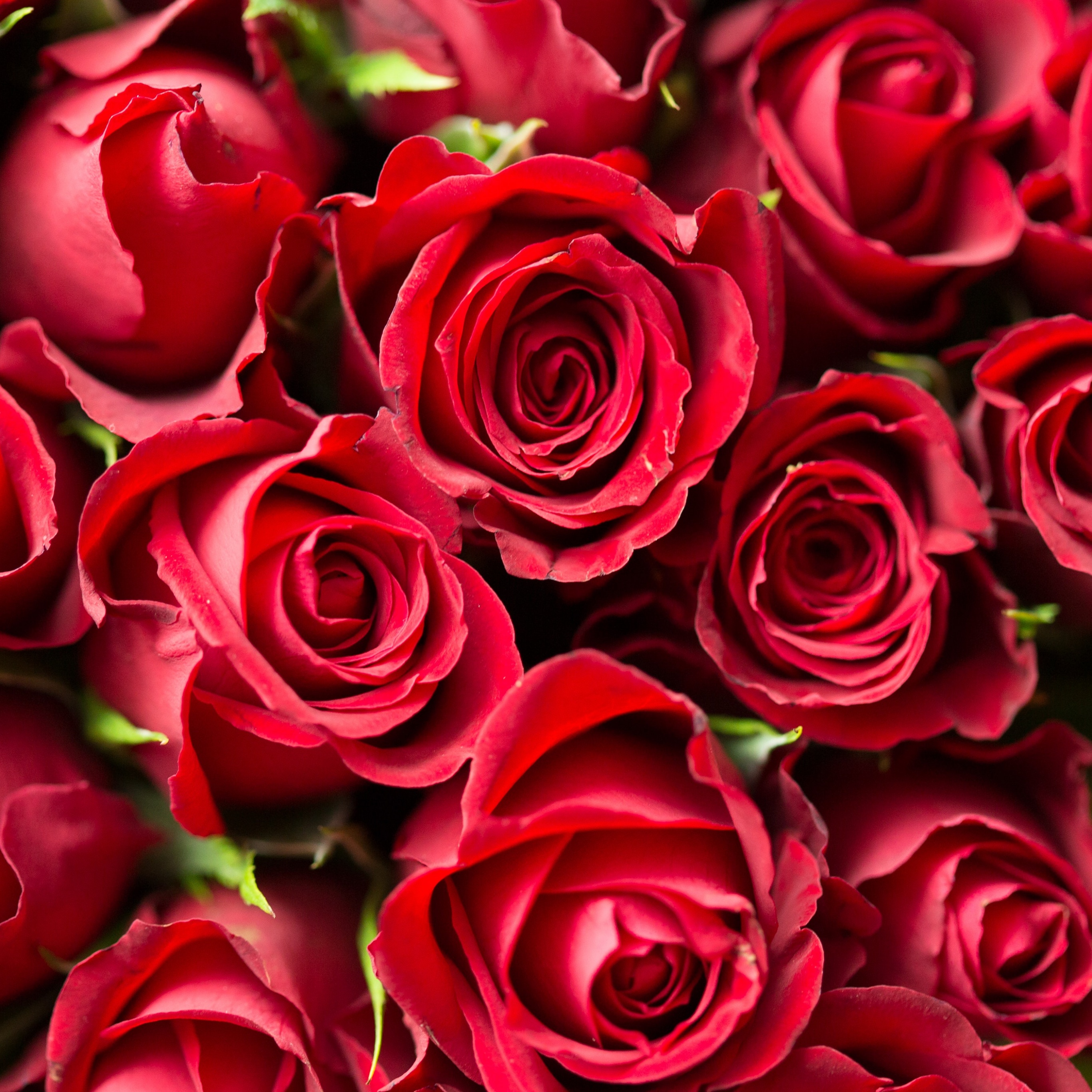 Бесплатные заставки розы на заставку телефона. Цветы розы. Красный цветок. Красные розы. Цветы розы красные.