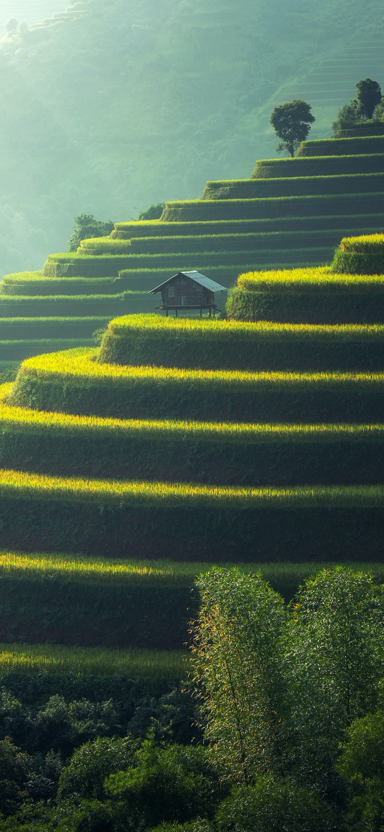 Rice fields Wallpaper 4K, Agriculture, Nature, #1247